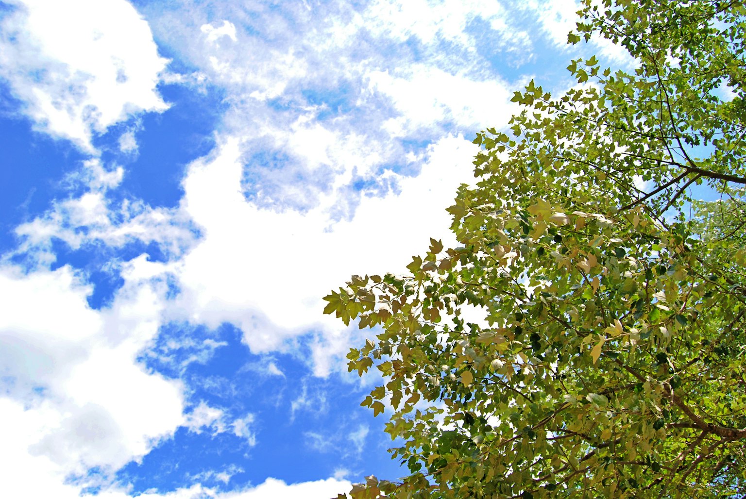 Arbre feuillu vert sous un ciel bleu vif avec des nuages blancs duveteux