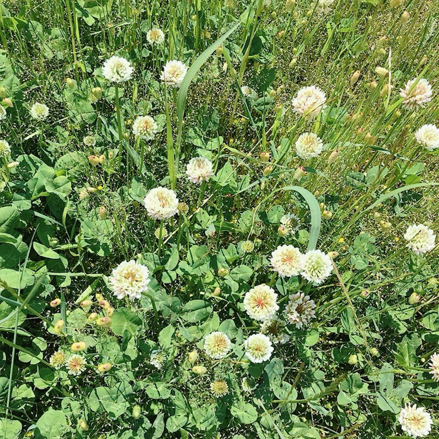 White clover flowers blooming in green grass