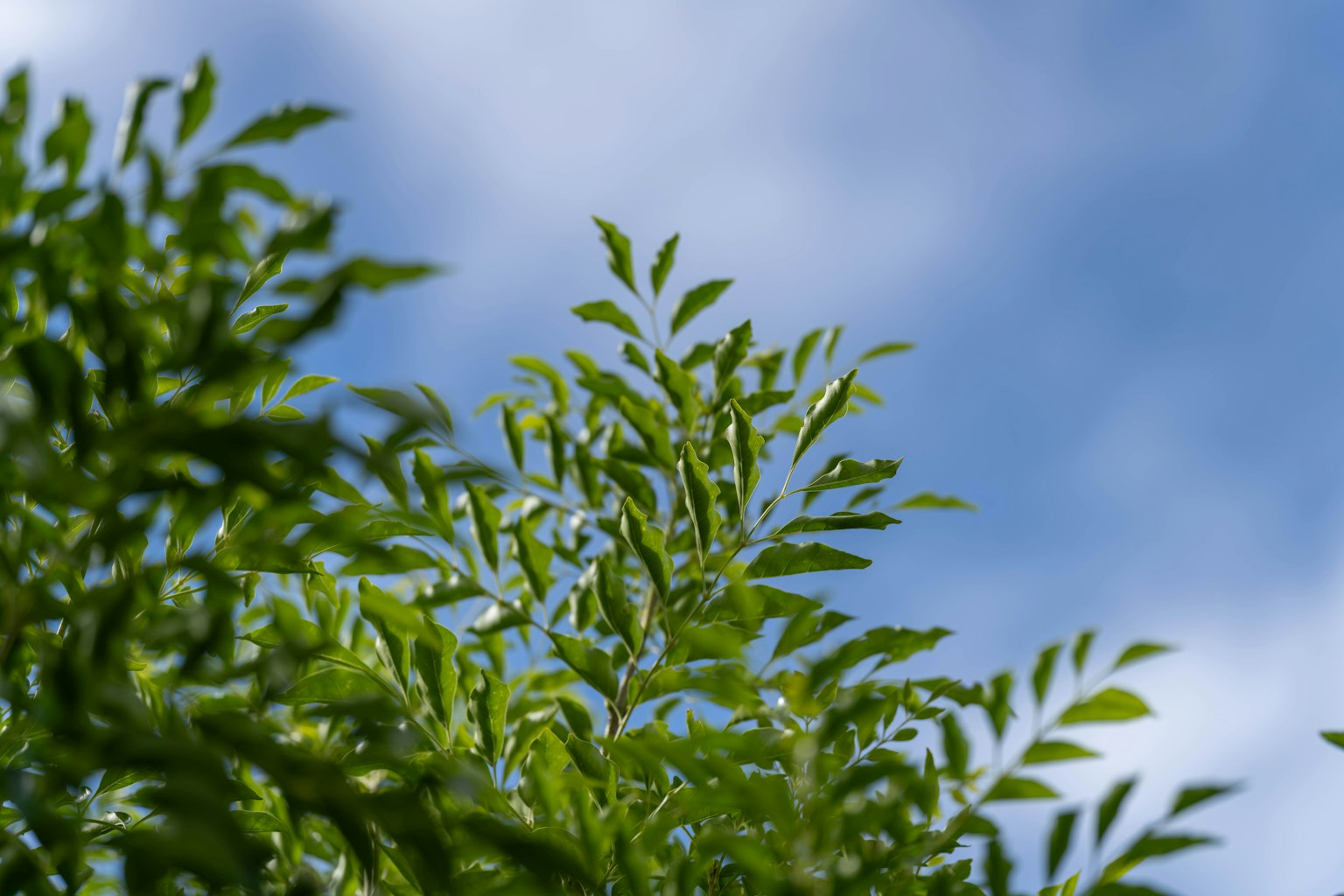 Close-up daun hijau dengan latar belakang langit biru