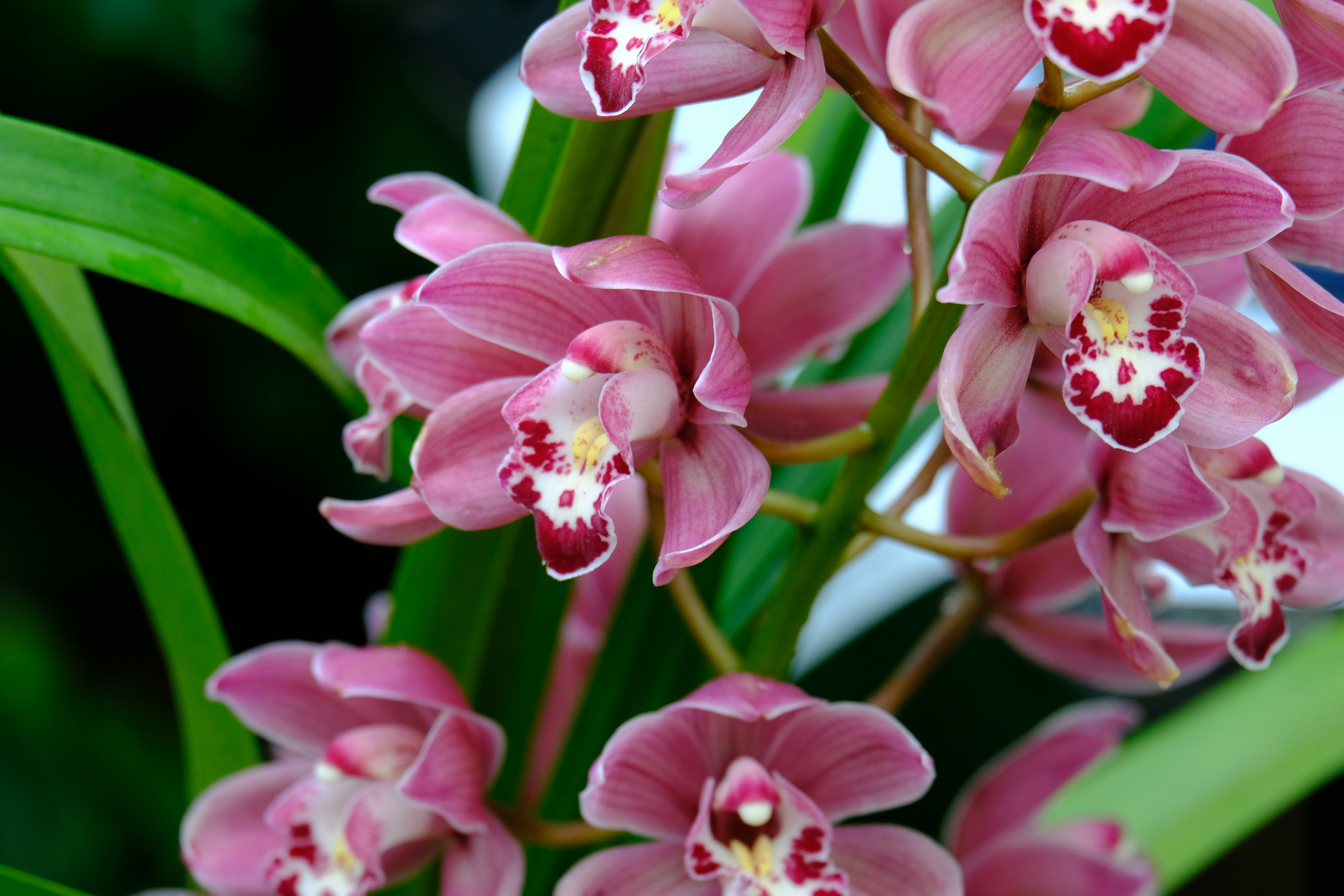 ピンクの胡蝶蘭の花と鮮やかな葉のクローズアップ