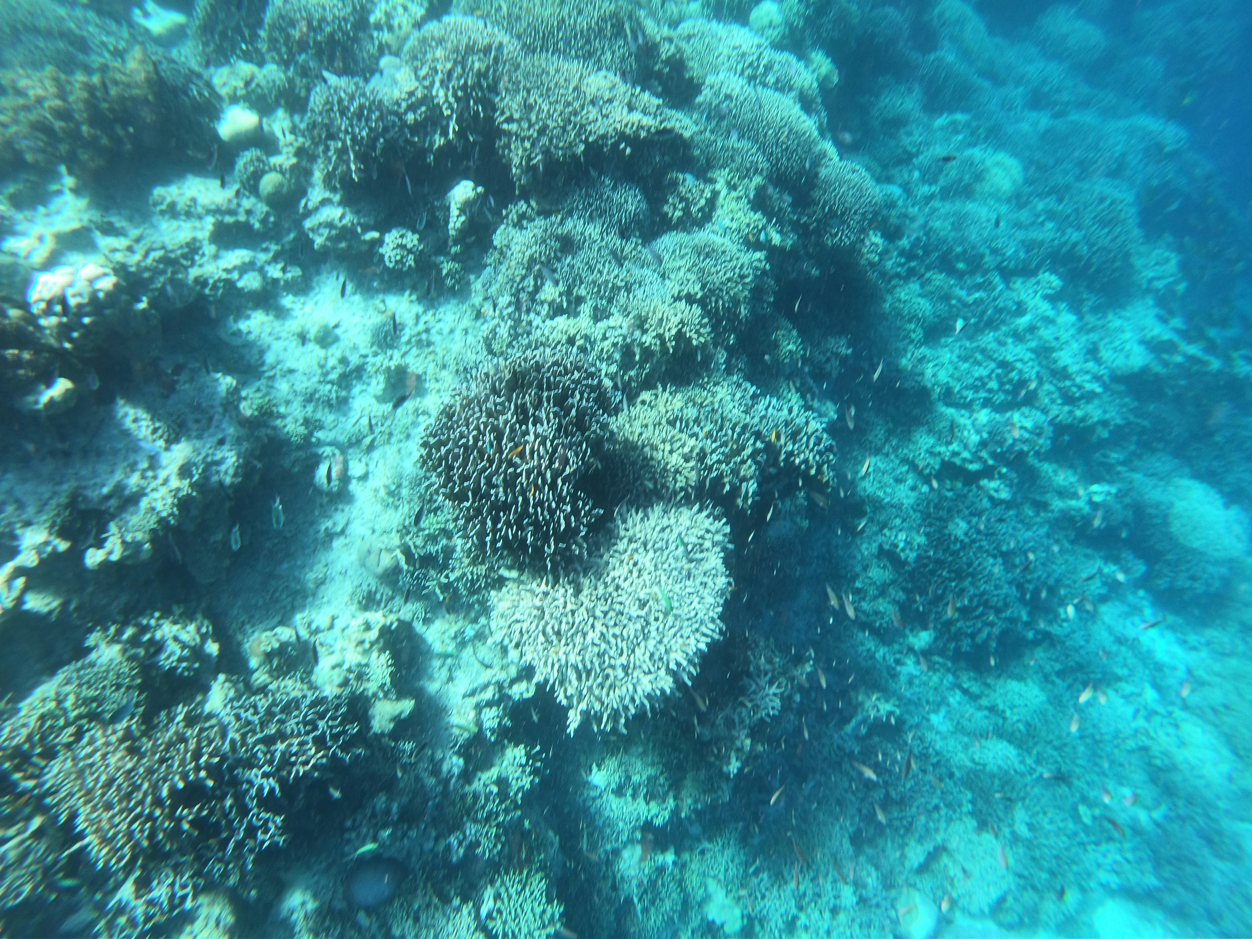 サンゴ礁の上を泳ぐ魚の群れが見える海中景観