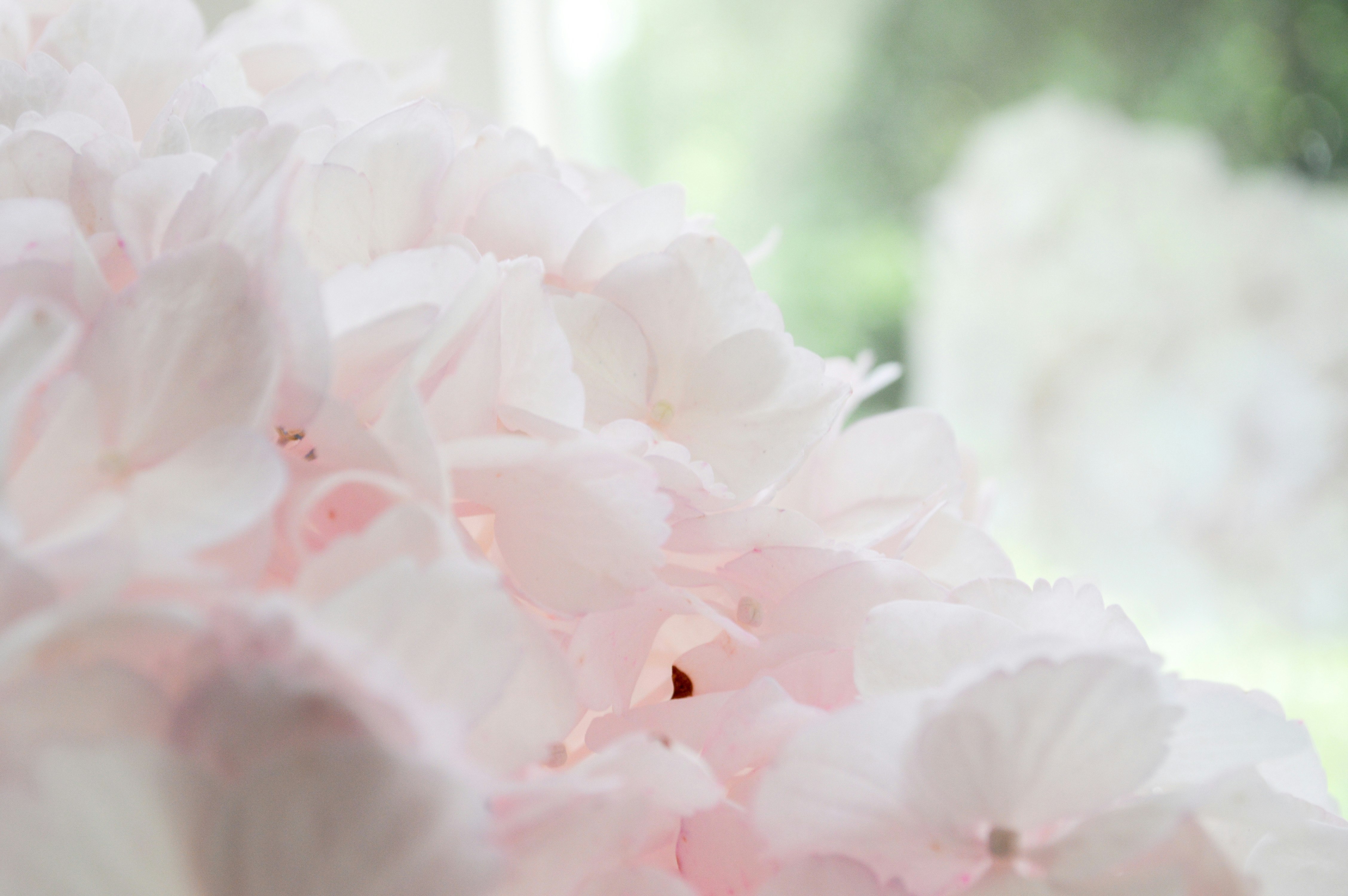淡いピンクのアジサイの花びらのクローズアップ