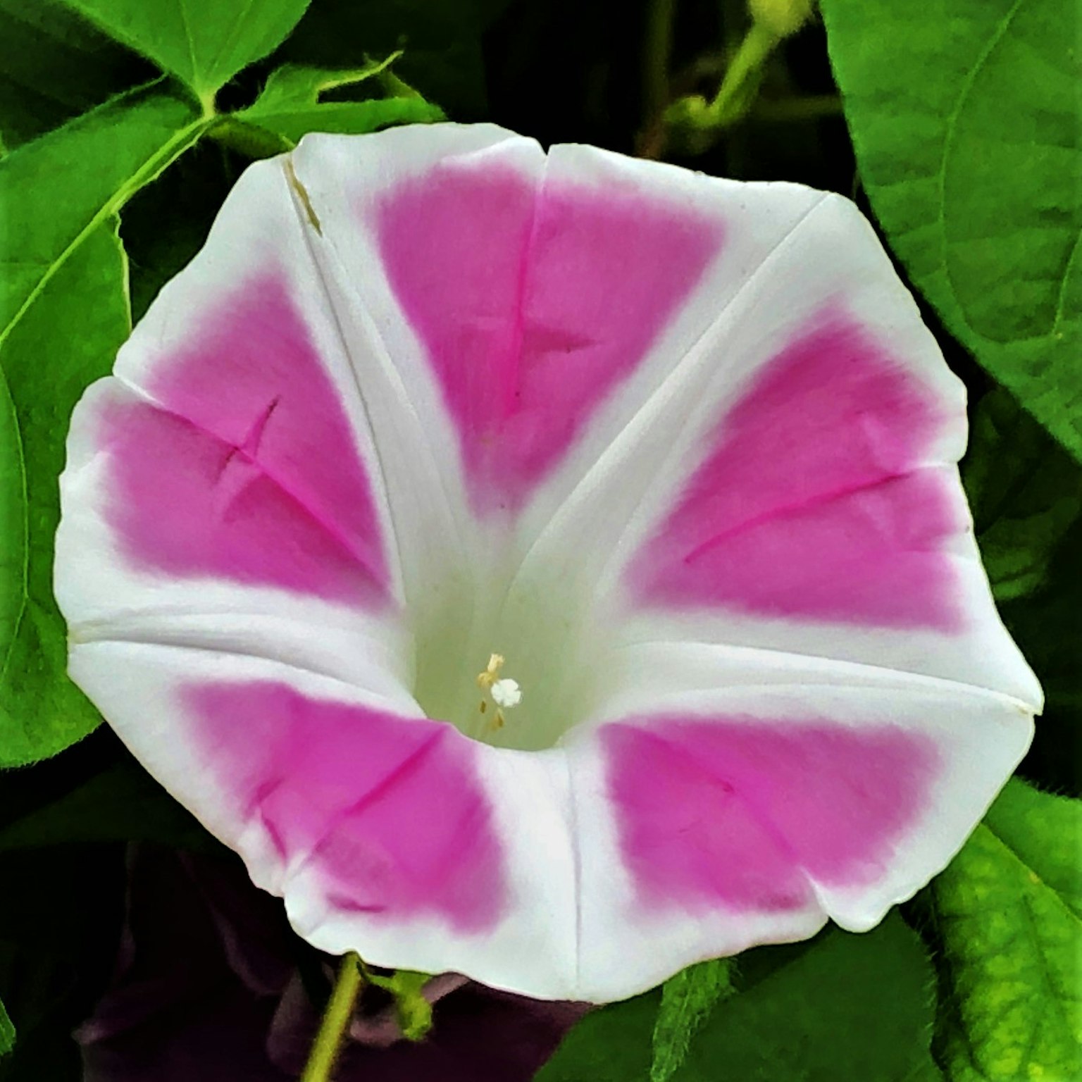 Fleur de belle aurore rose et blanche entourée de feuilles vertes