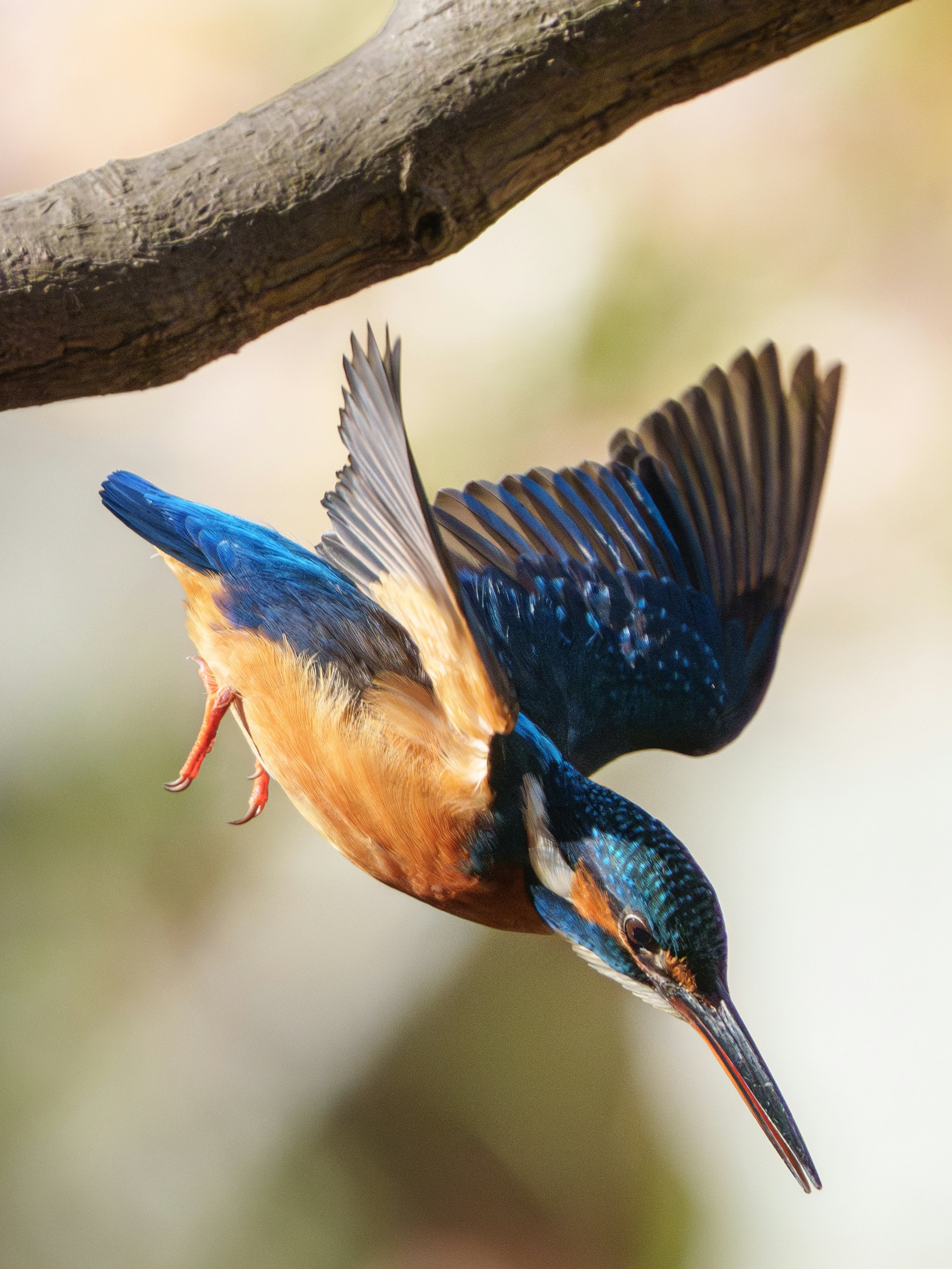枝にとまる鳥の求愛行動