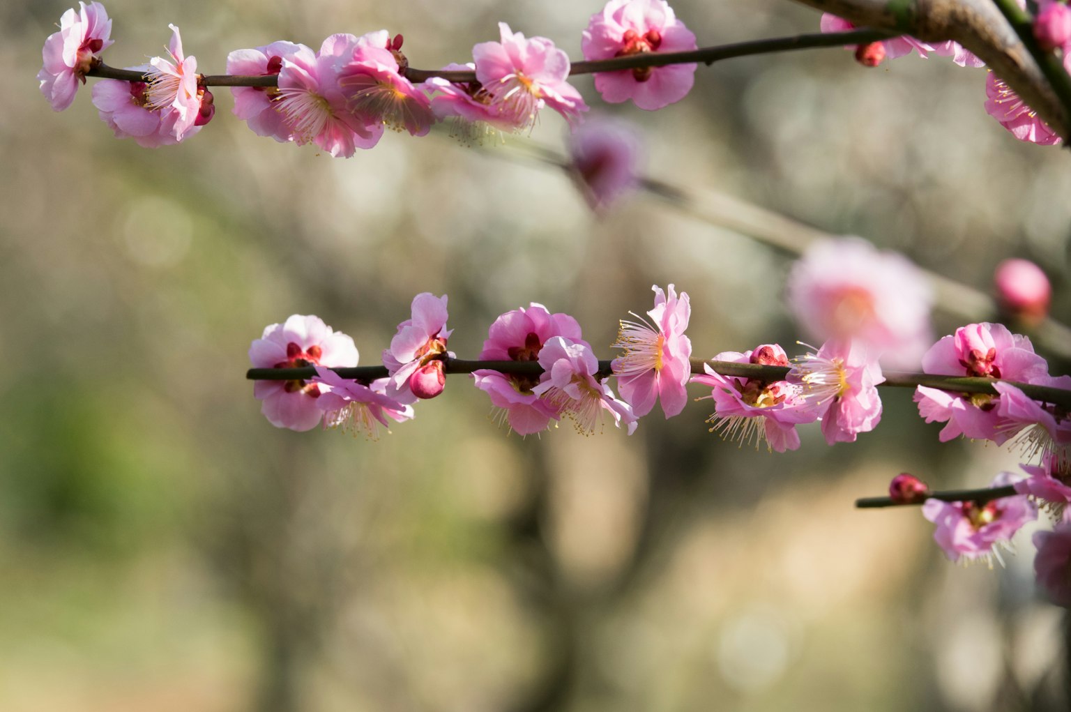 Primo piano di fiori di pruno in fiore su un ramo