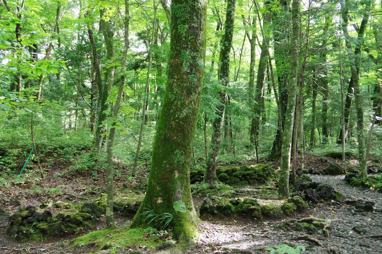 Large tree in a lush green forest with rocky ground