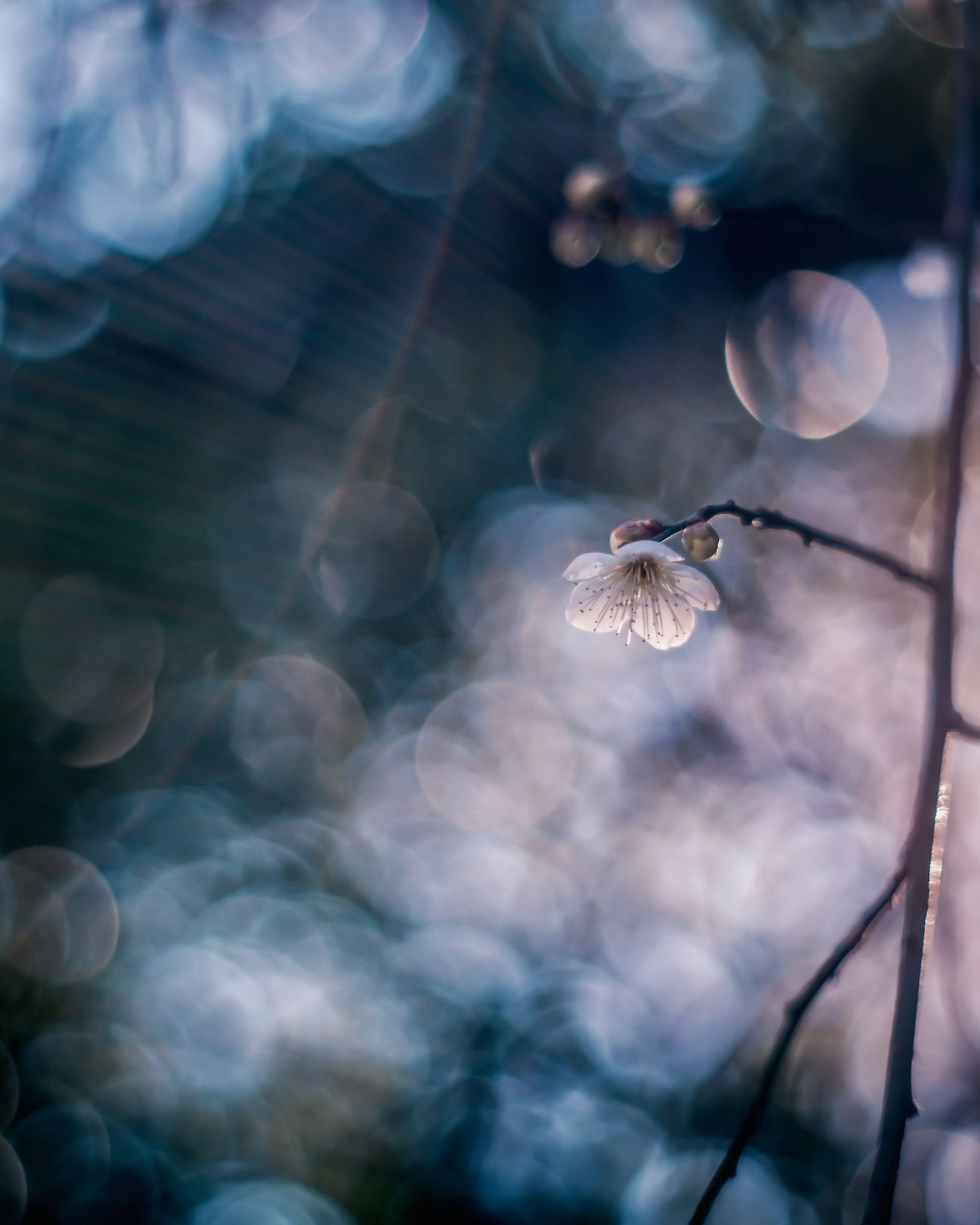Une fleur blanche sur un fond bleu avec des taches de lumière floues