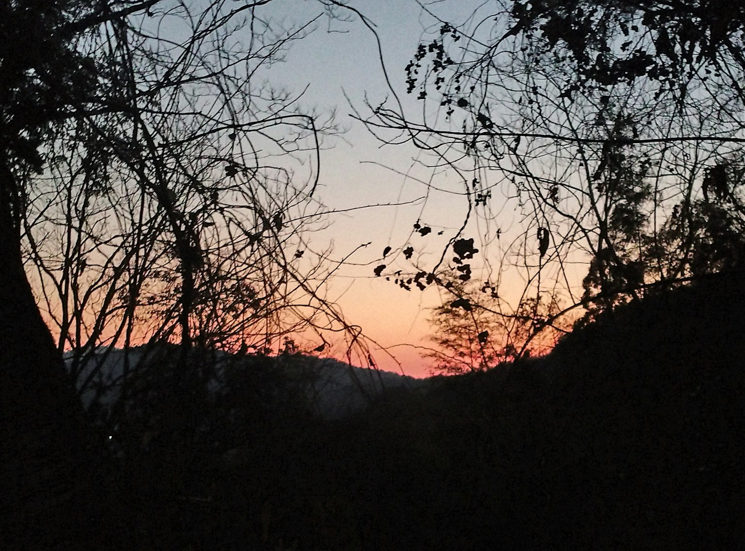 夕阳下树木和枝条的轮廓
