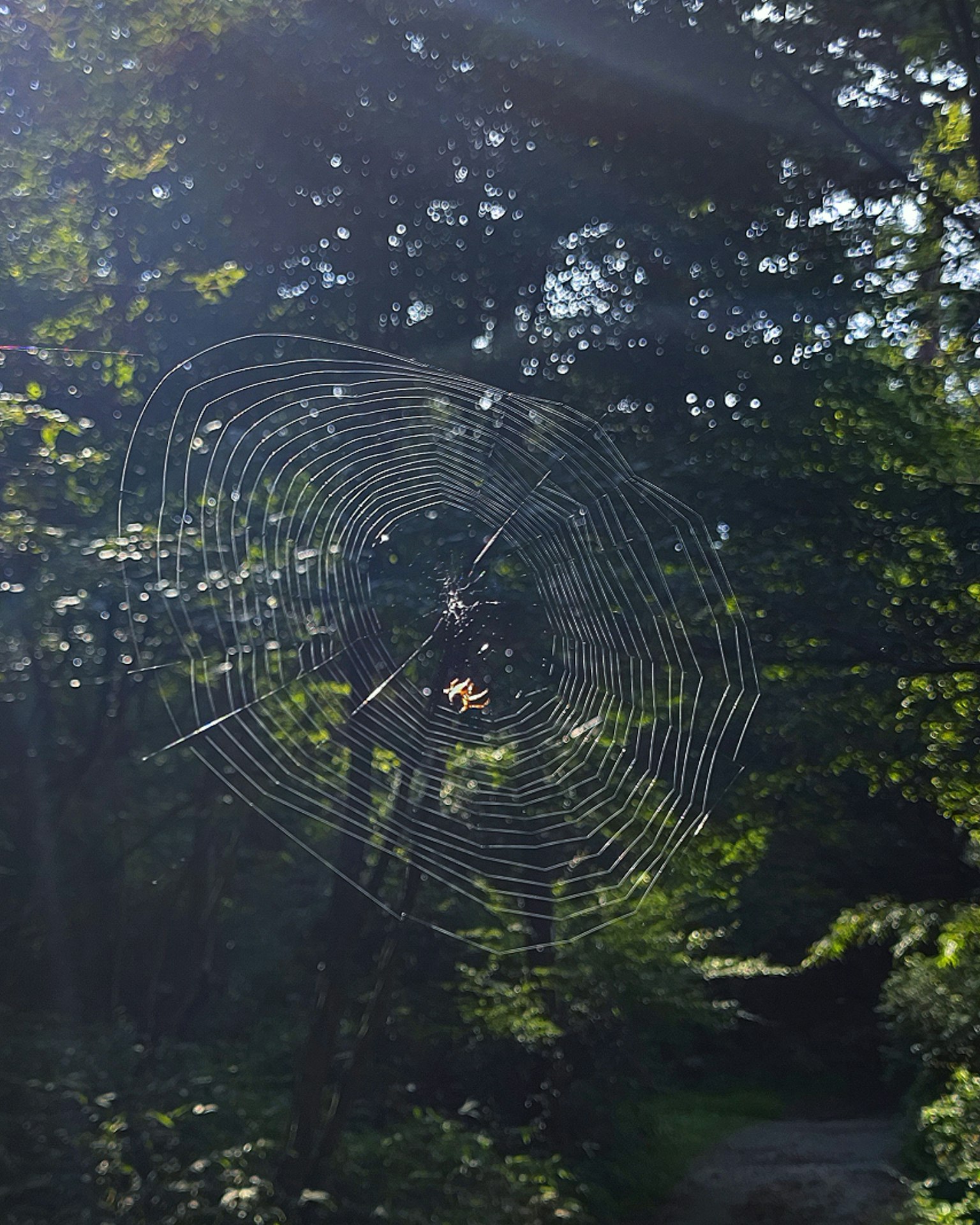 Une belle toile d'araignée scintillant au soleil parmi les arbres