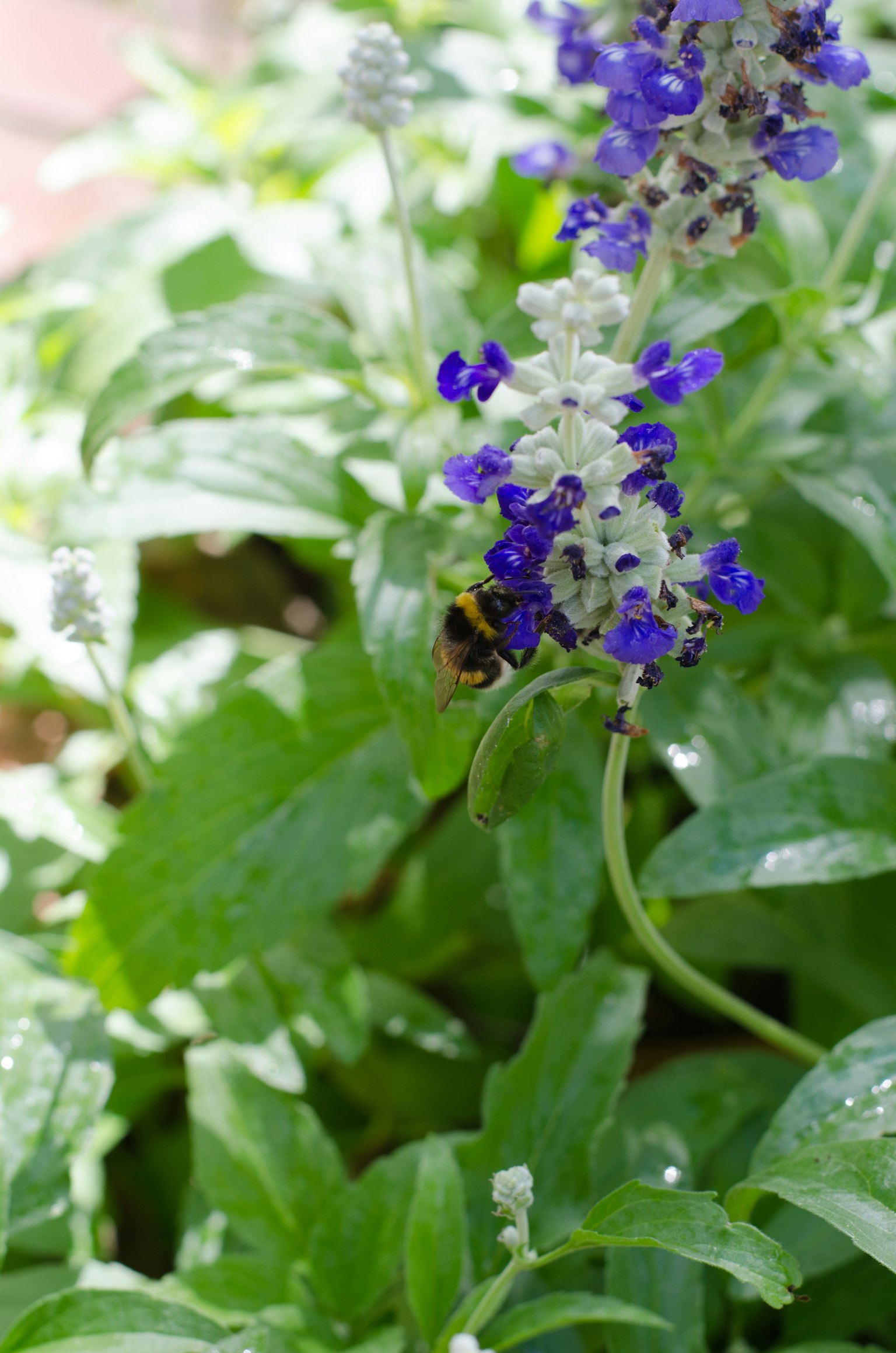 A bee perched on purple and white flowers of a plant surrounded by green leaves