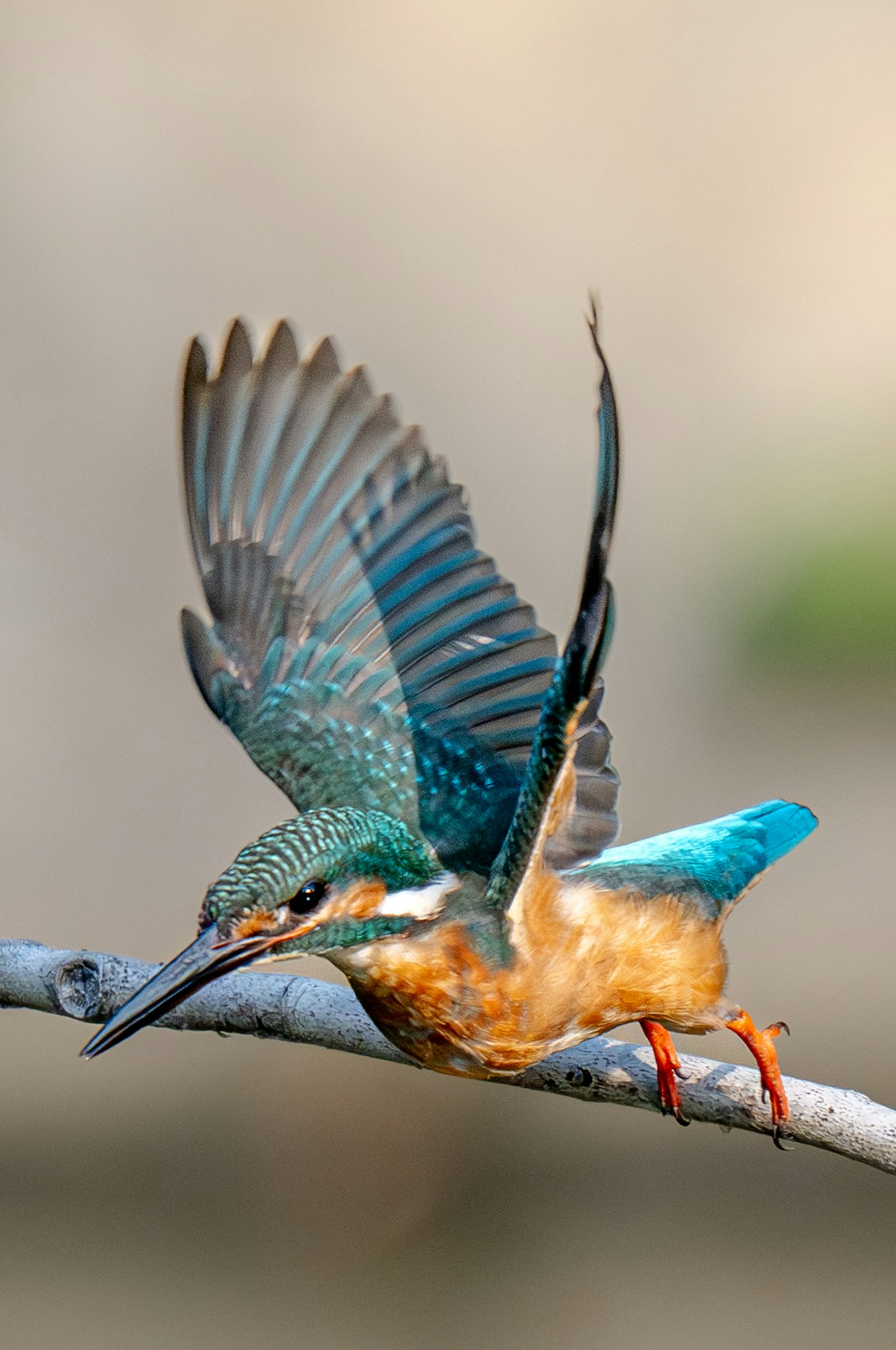 Un bellissimo martin pescatore che apre le ali mentre è posato su un ramo