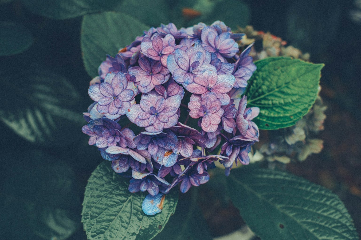 Gros plan d'une fleur d'hortensia dans des nuances de violet et de bleu