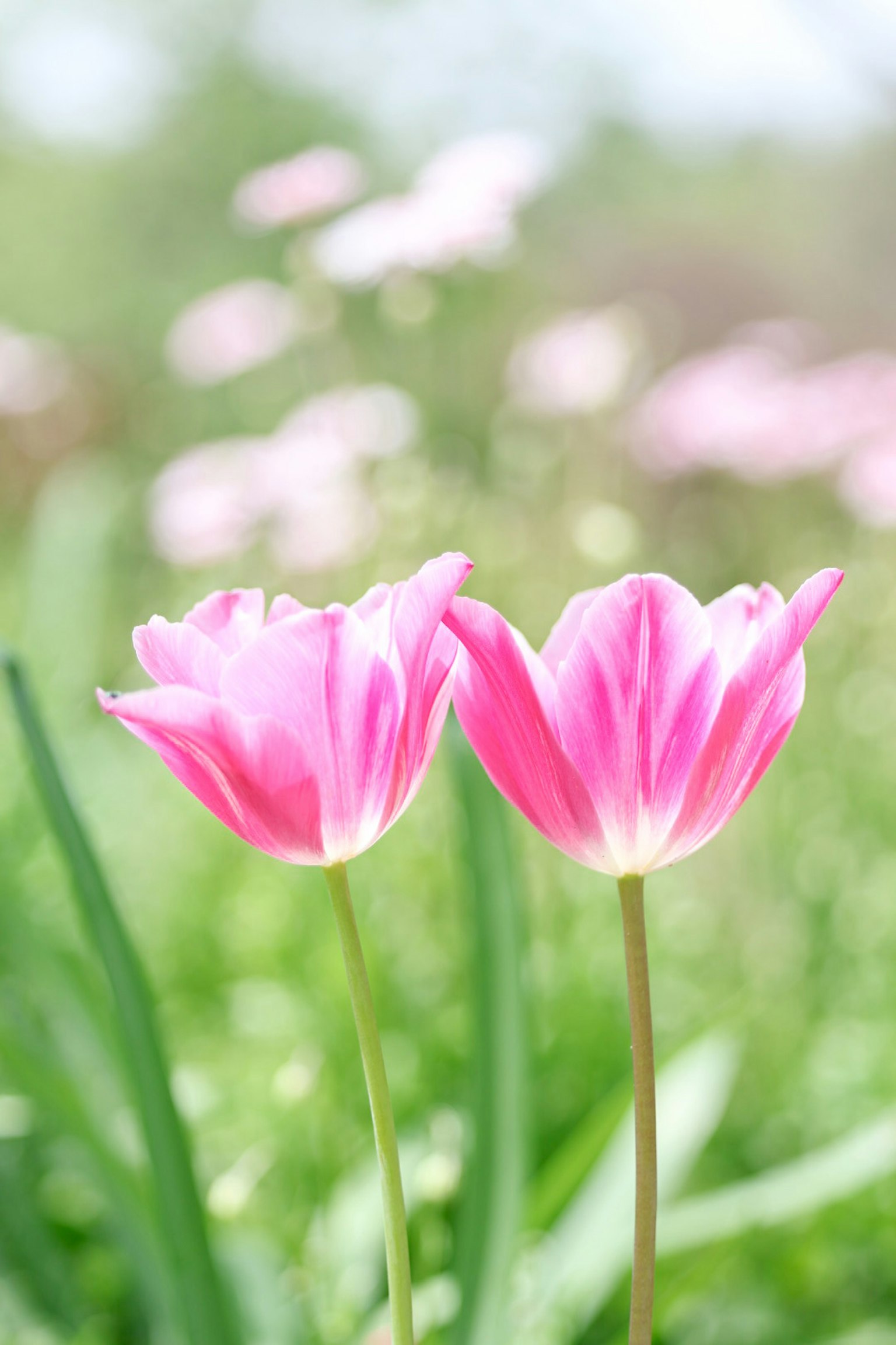 Zwei rosa Tulpenblumen umgeben von grünen Blättern und verschwommenem Hintergrund
