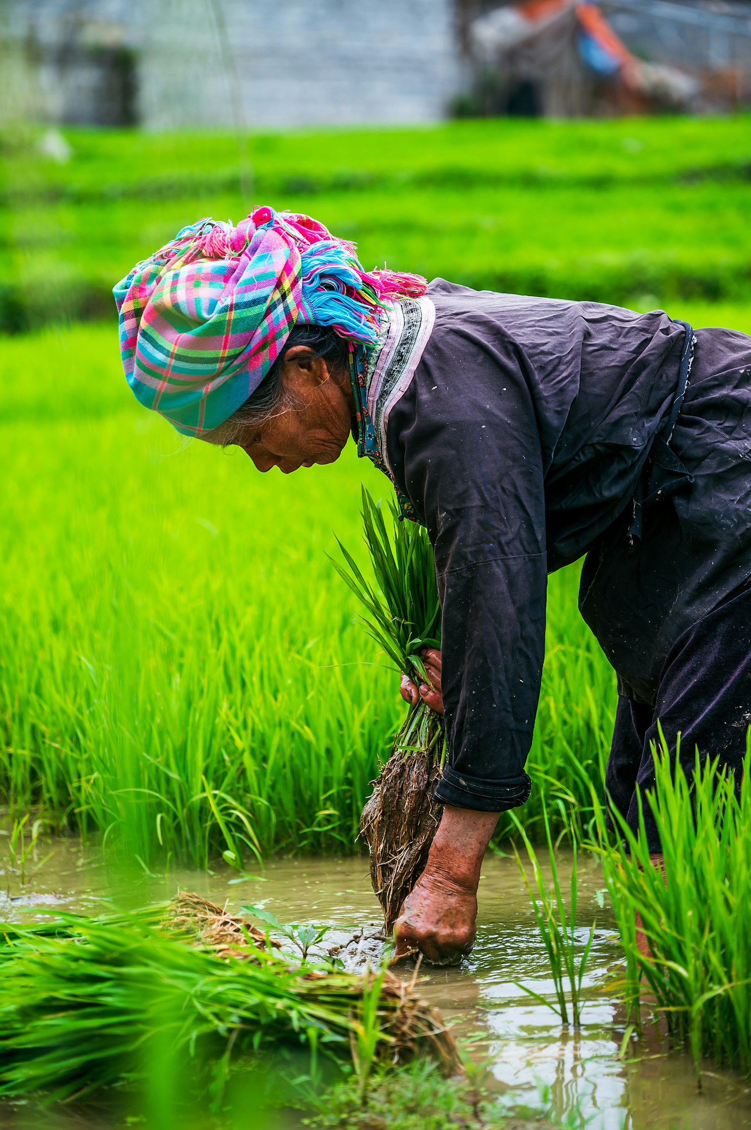 Petani wanita menanam padi di sawah dikelilingi tanaman padi hijau
