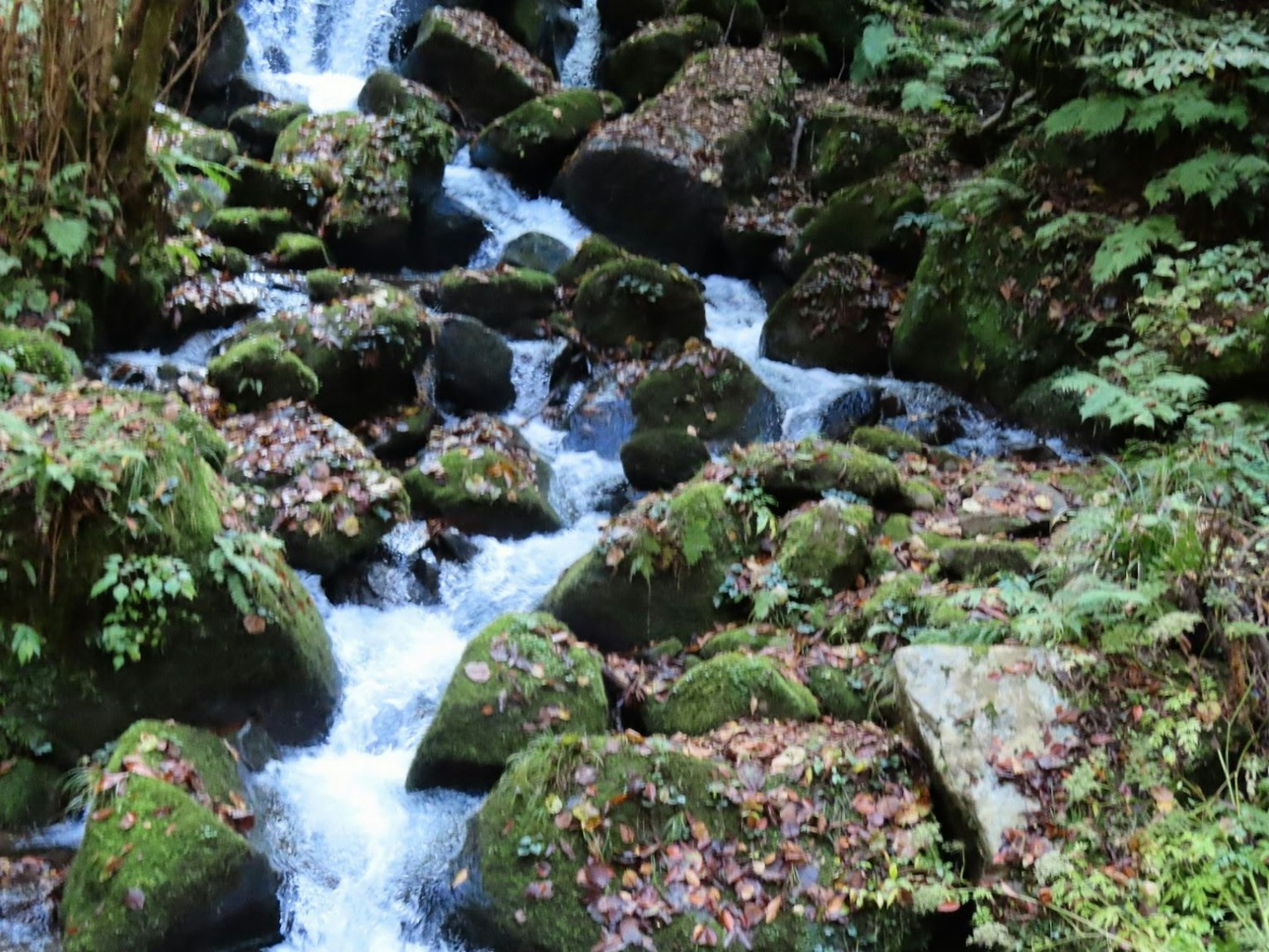 Malersicher Blick auf einen fließenden Bach über moosbedeckte Felsen
