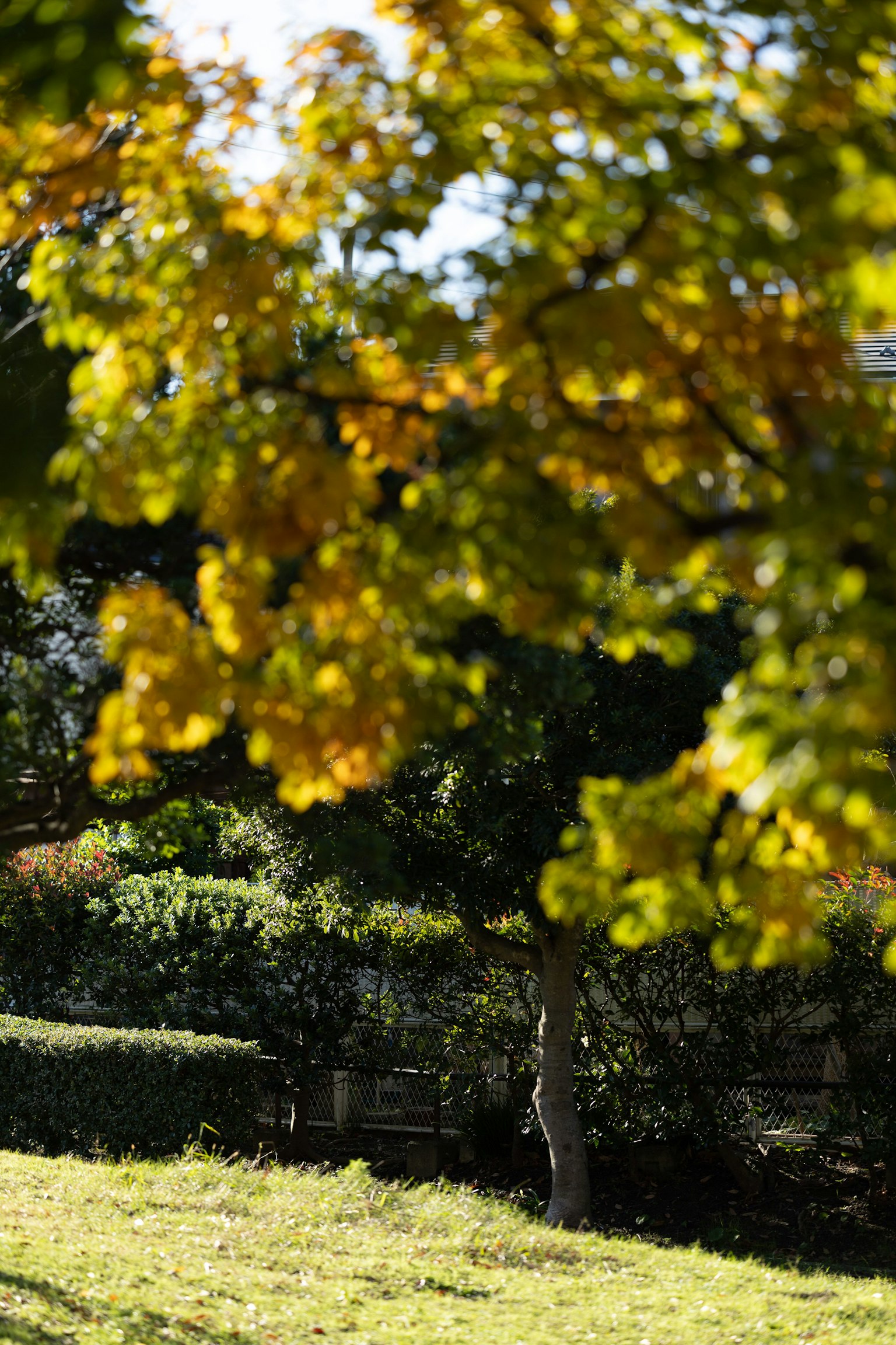 Parkszene mit Herbstblättern und Grünflächen