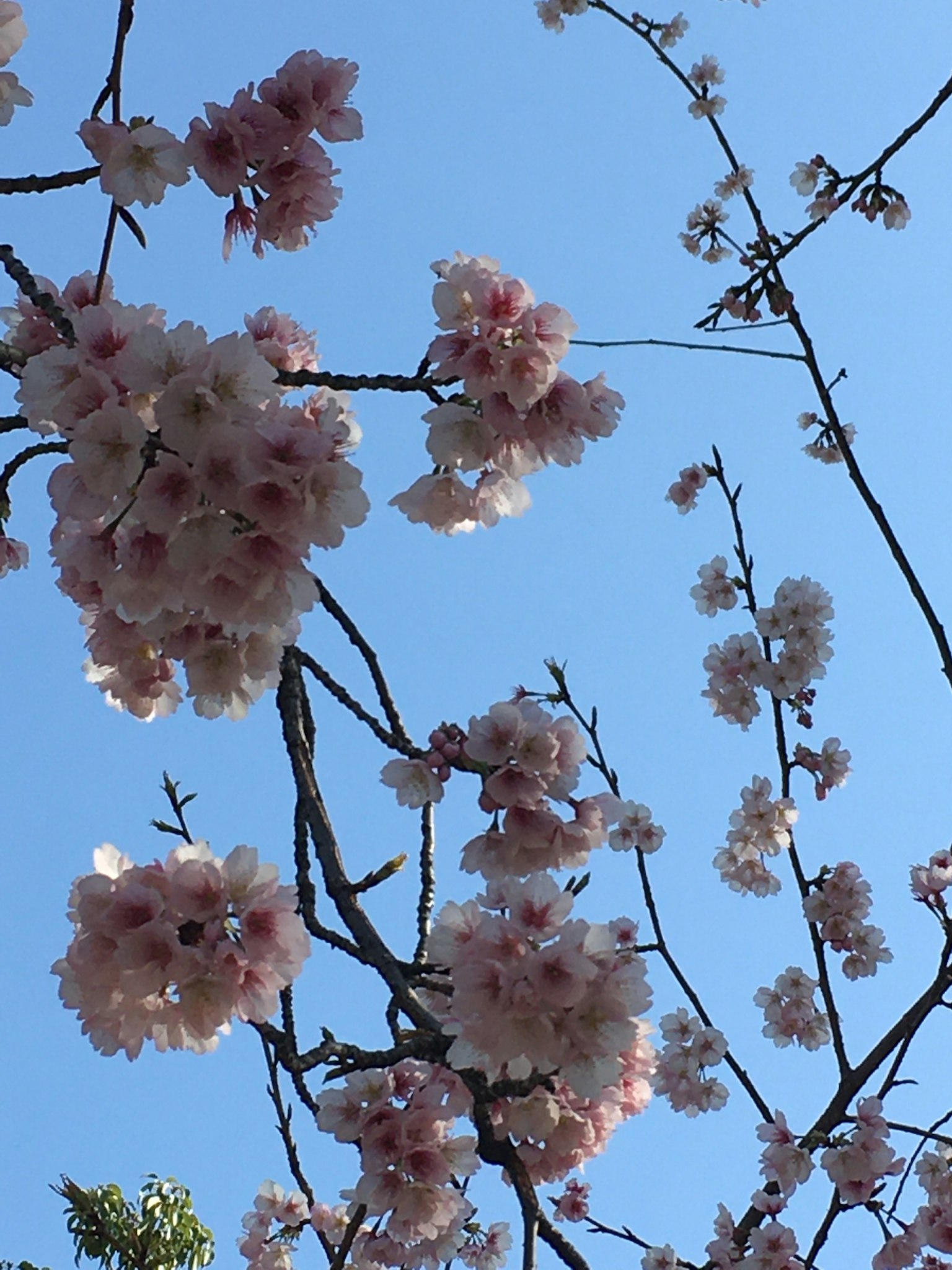 Cherry blossoms blooming on branches against a blue sky