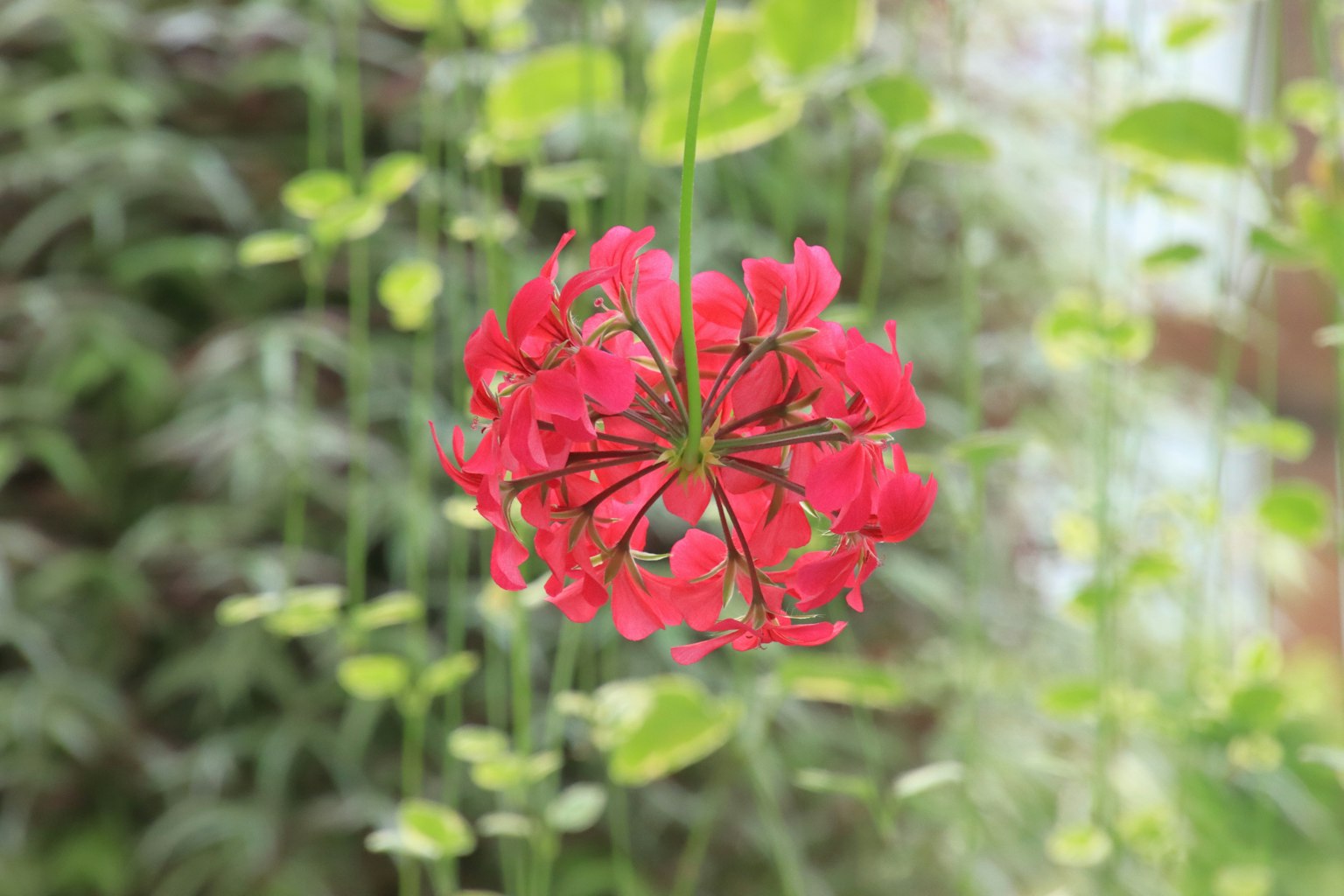 Fleur rouge suspendue sur un fond vert