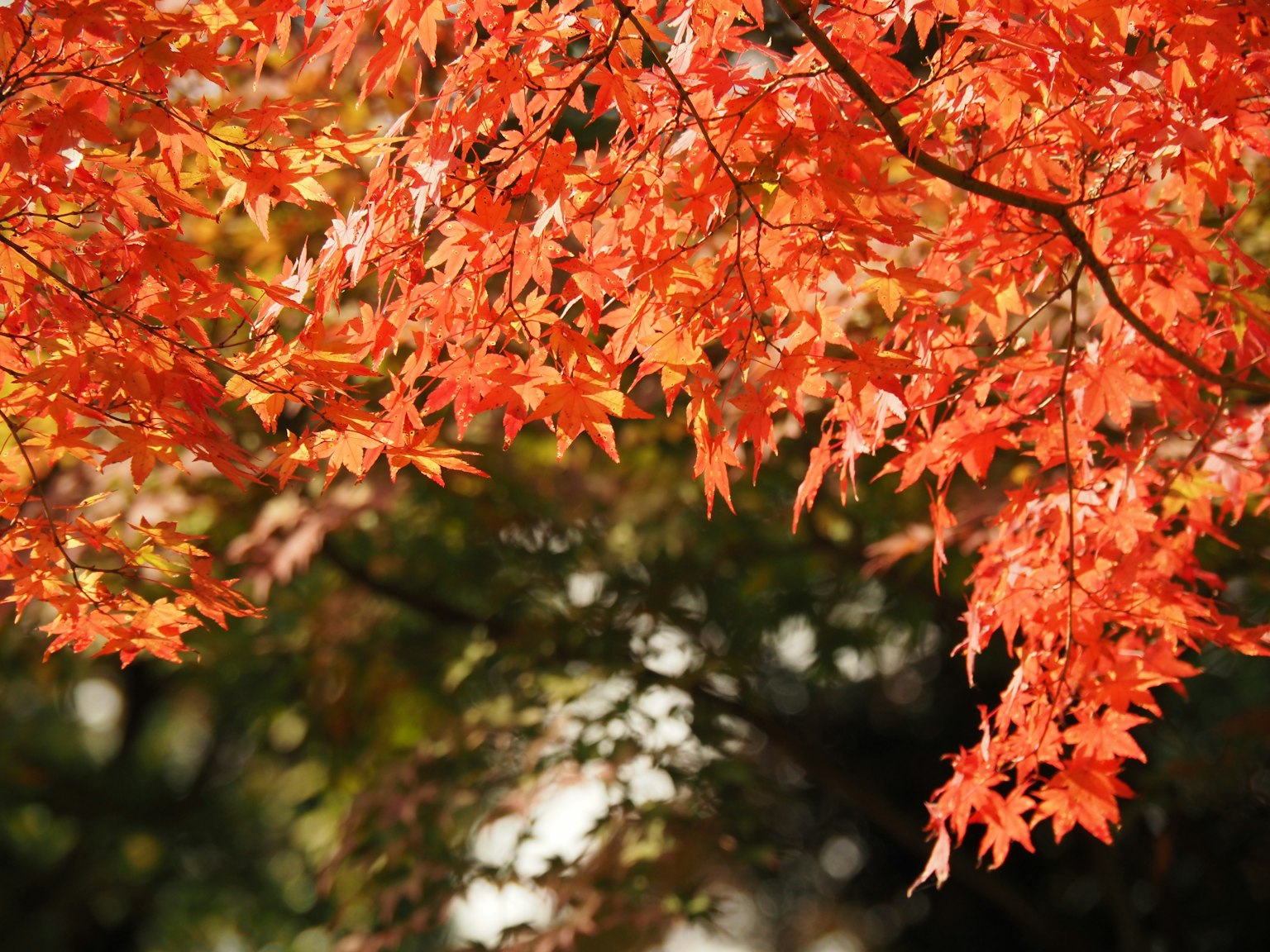 Feuilles d'érable rouges vives sur un fond d'automne