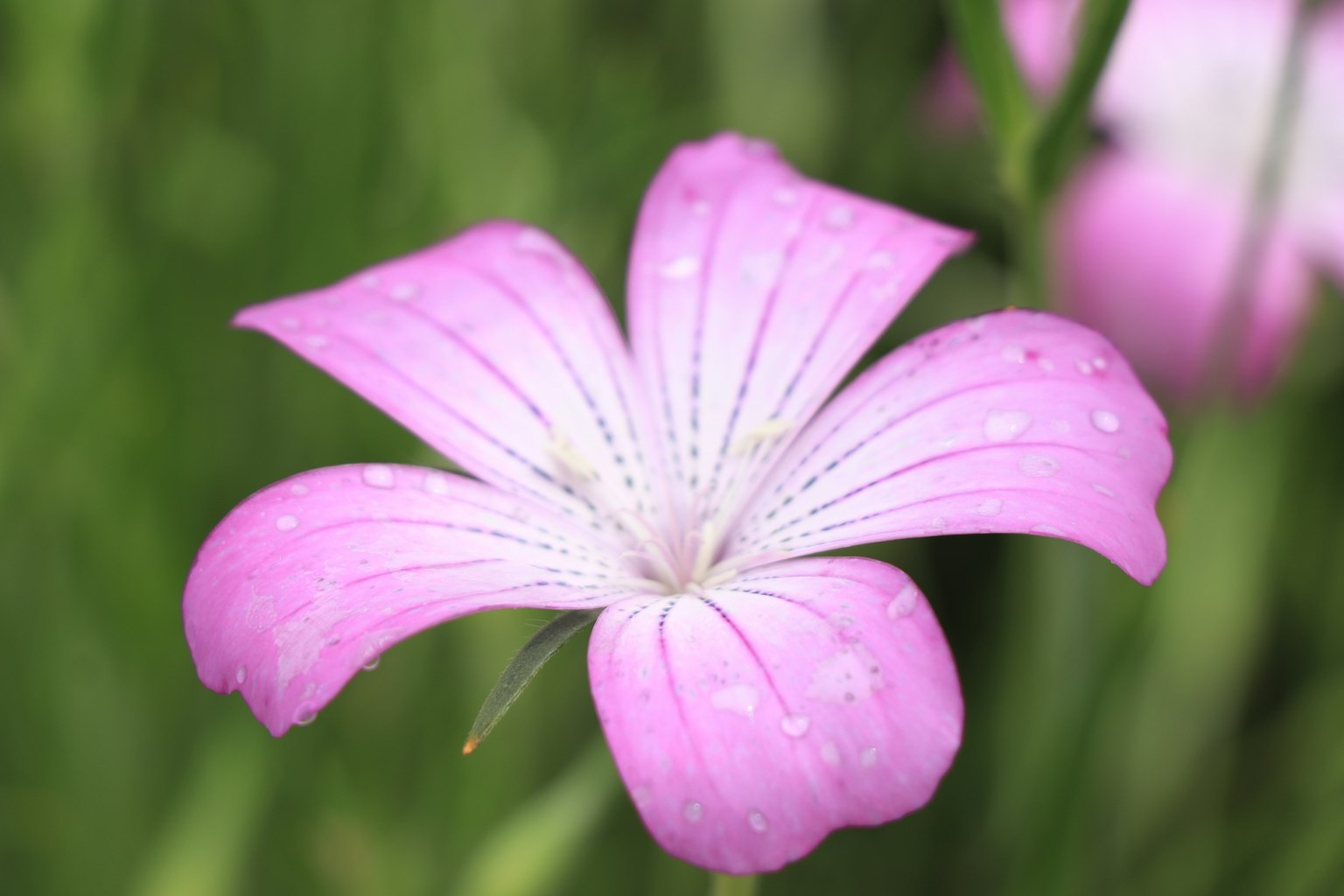 Bella fiore rosa su sfondo verde