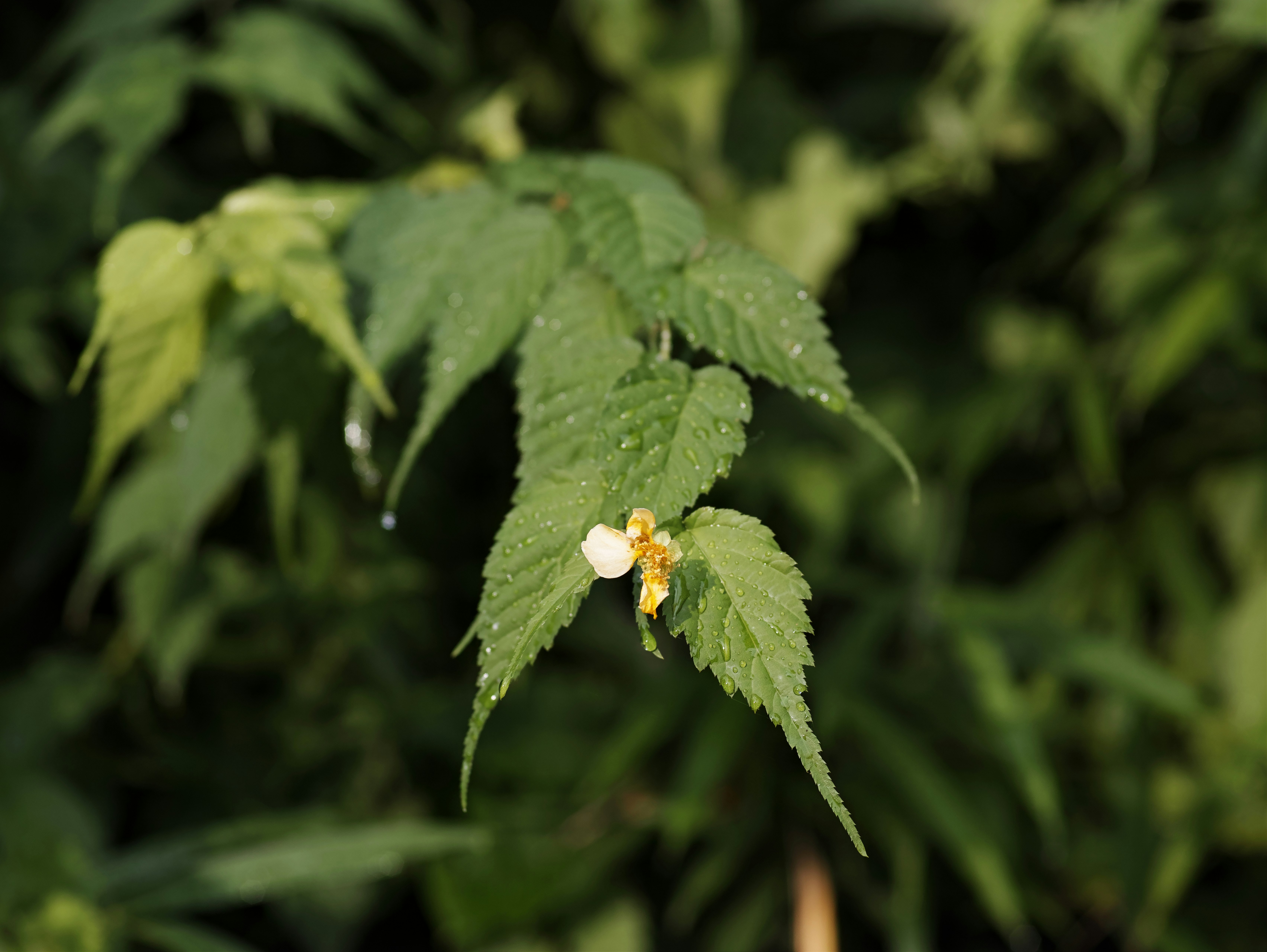 Close-up of a plant with green leaves and a white flower