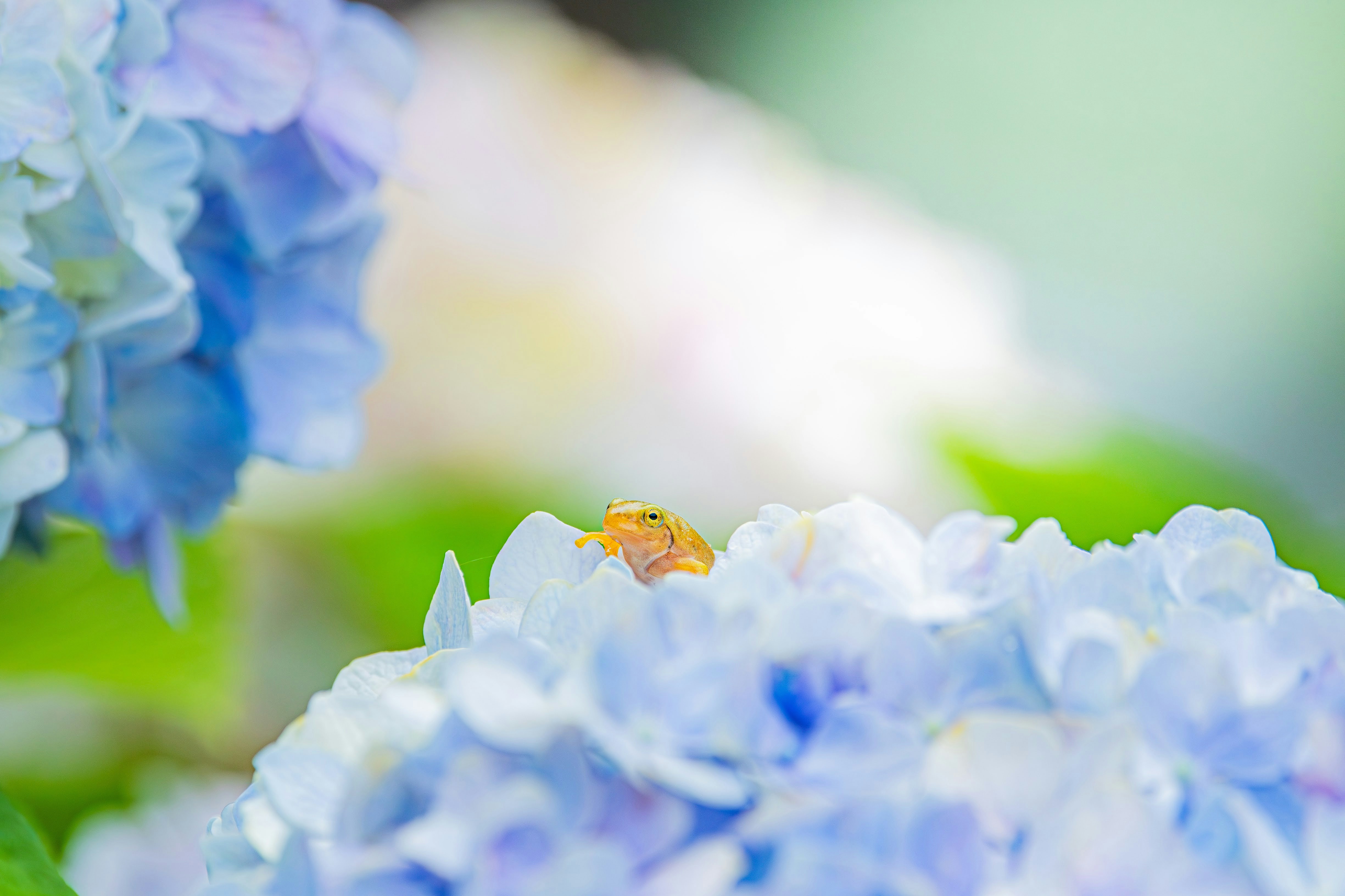 Flores de hortensia con una pequeña figurita de rana en una escena de temporada de lluvias