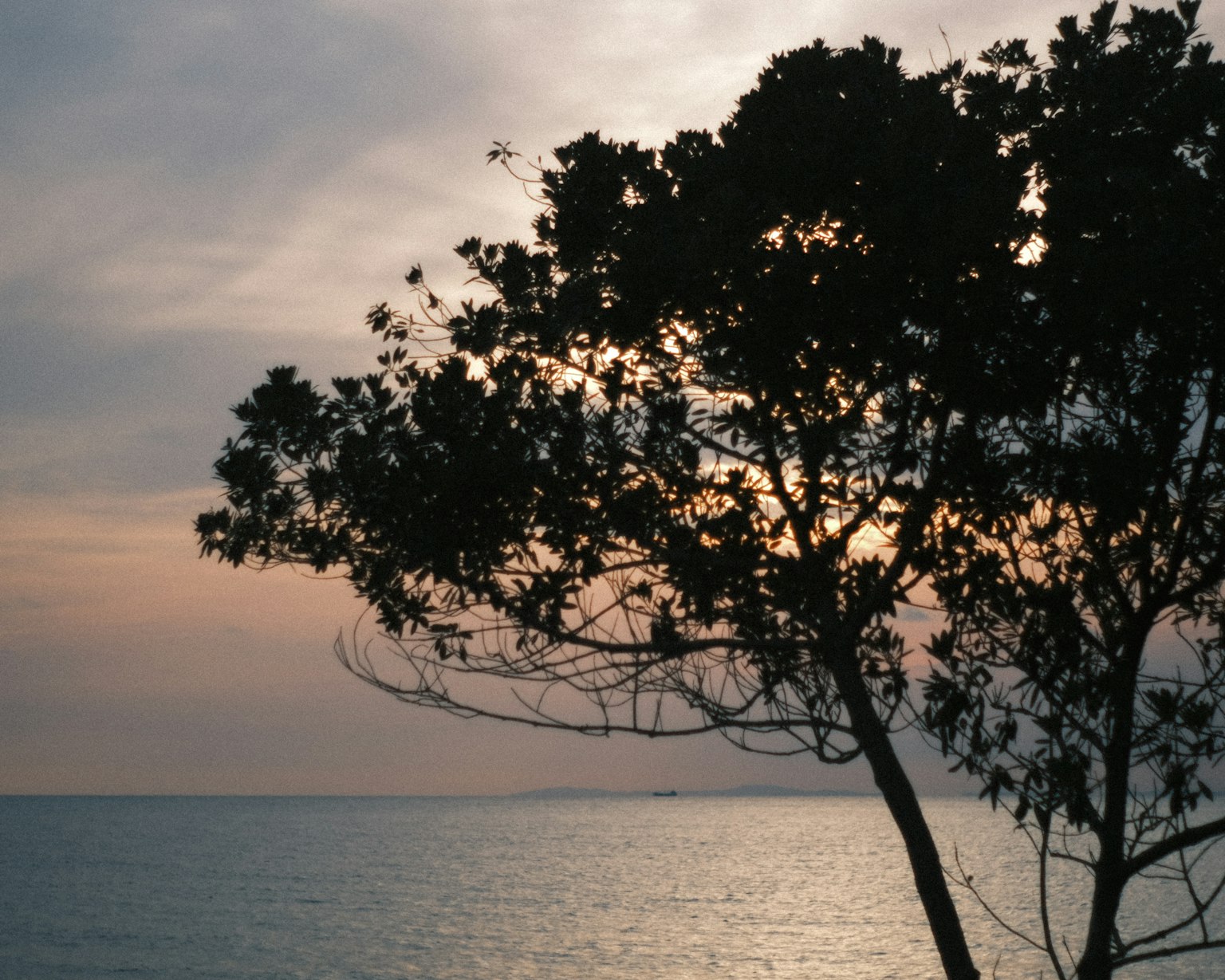Silhouette di un albero contro il mare e il tramonto