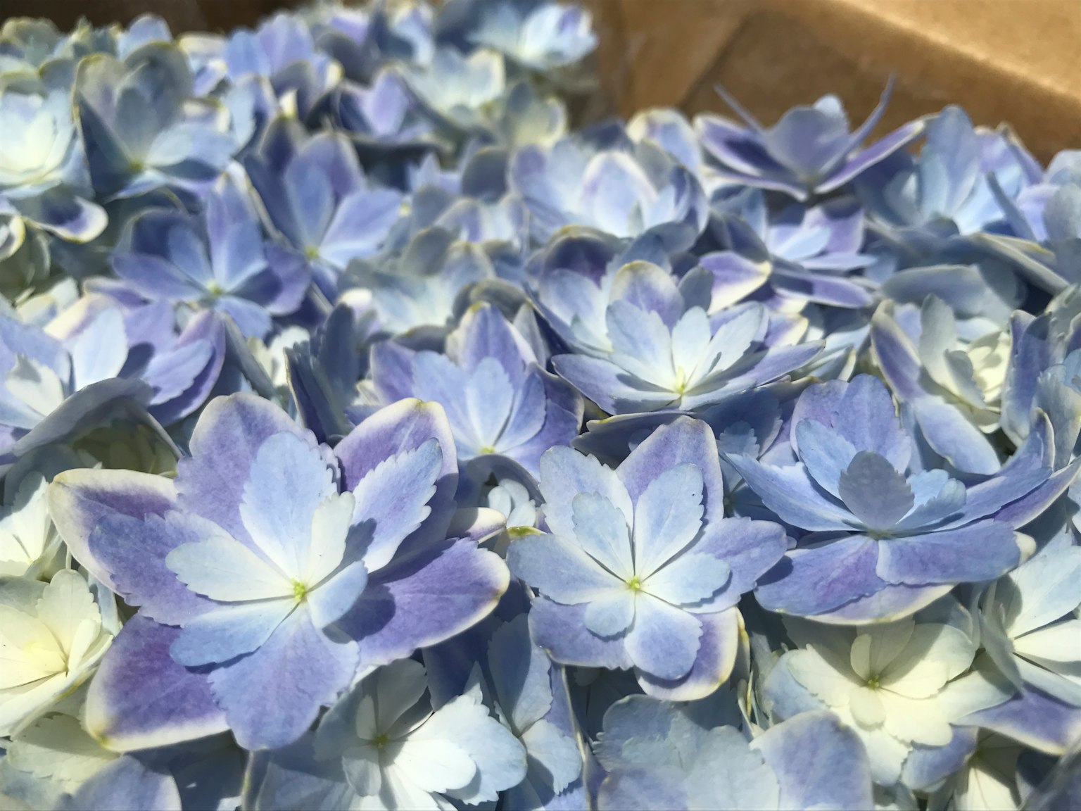 Gros plan d'un groupe de fleurs bleues avec des teintes douces et des pétales délicats