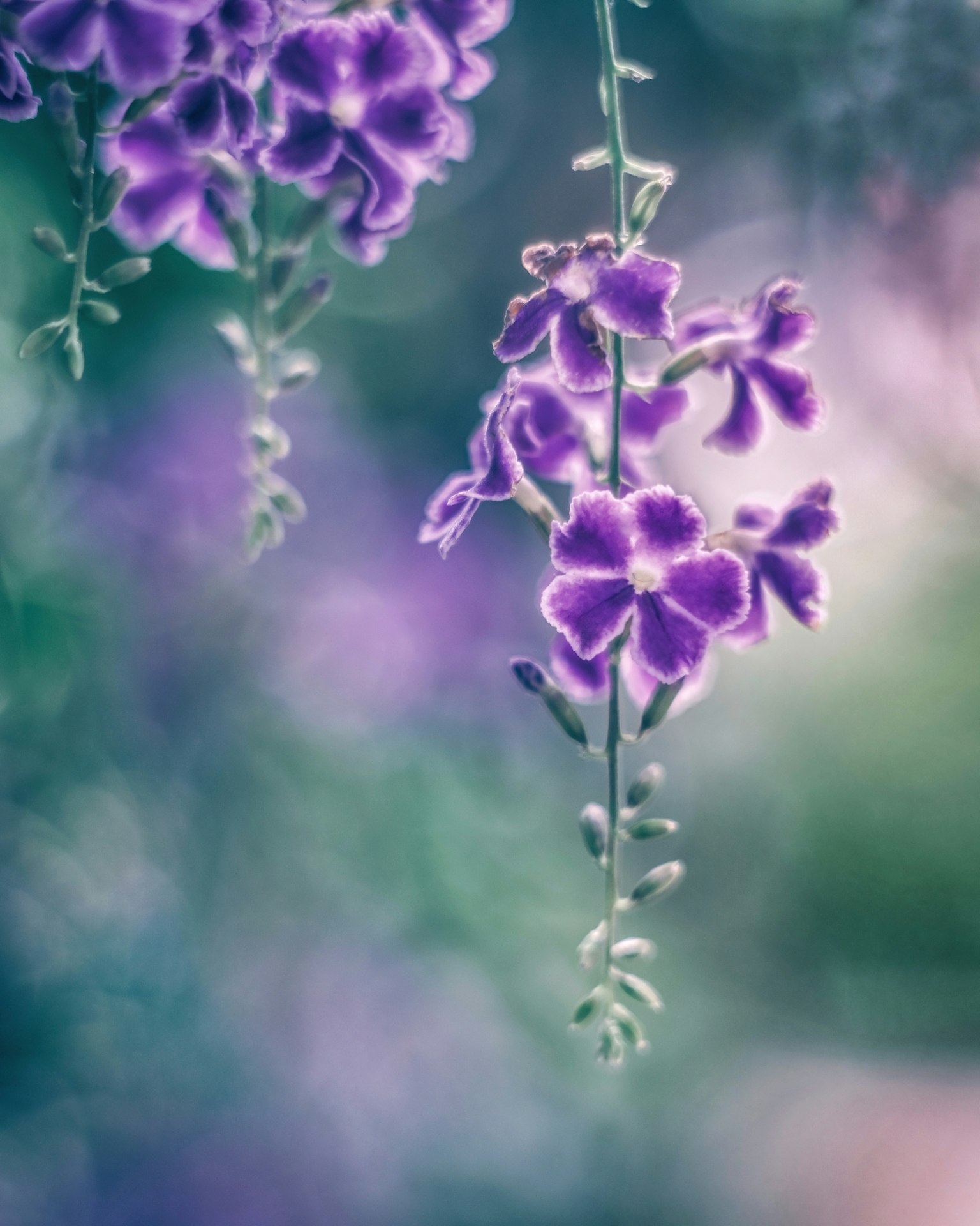 美丽的紫色花朵悬挂场景