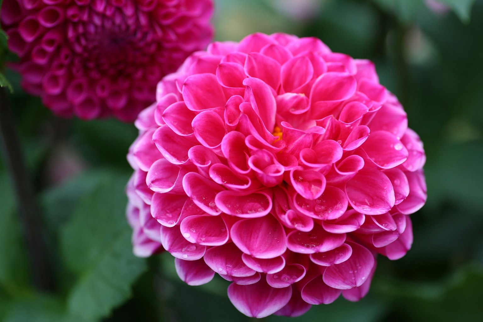 Flor de dalia rosa vibrante en plena floración