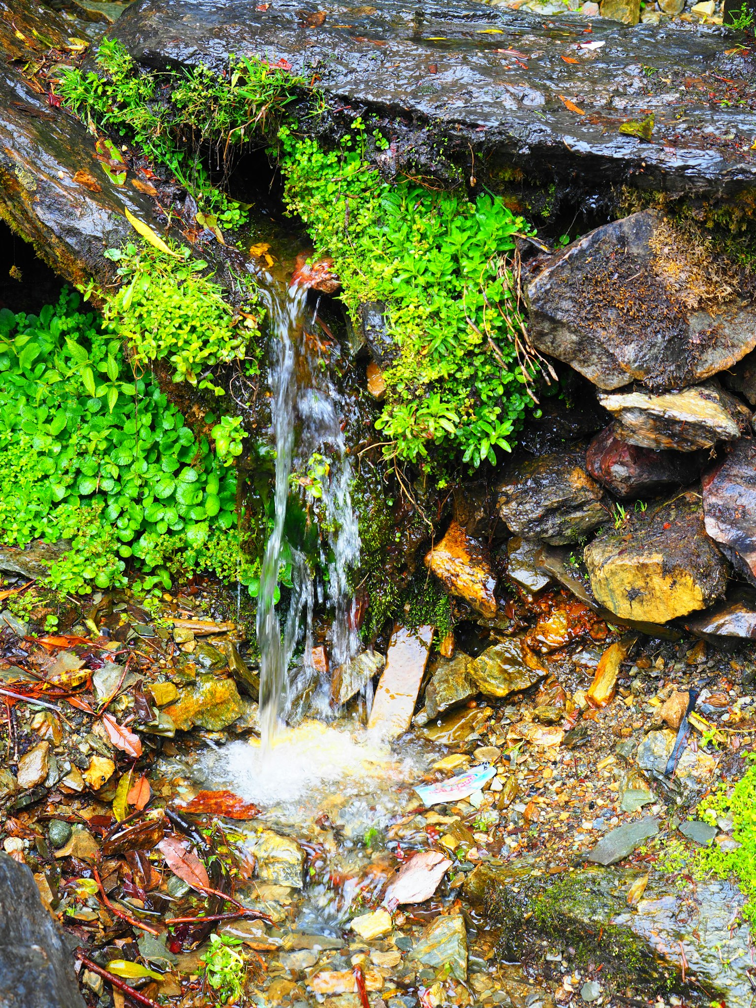 Un petit ruisseau d'eau coulant entre des rochers avec de la mousse verte luxuriante