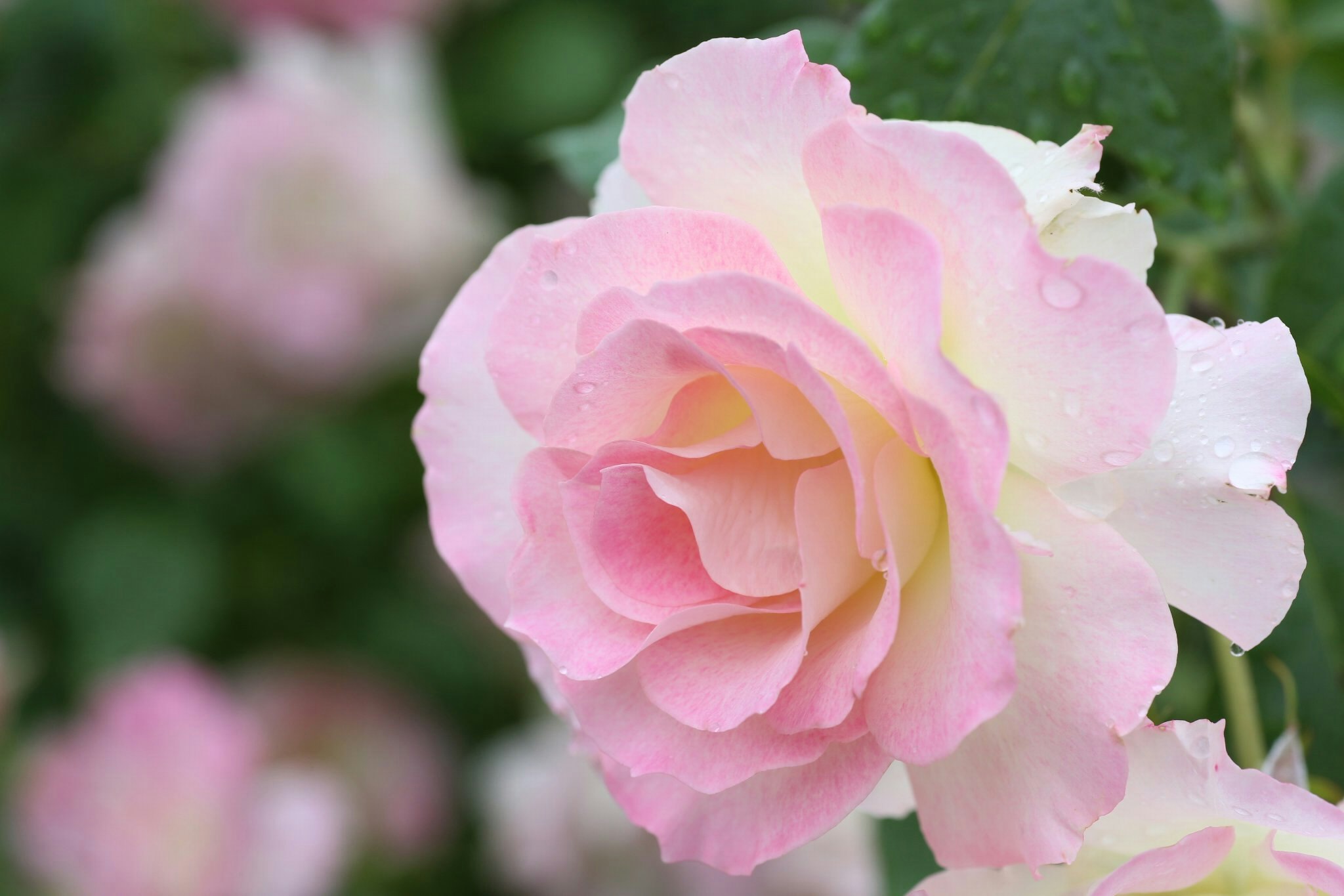 ピンクのバラの花びらのクローズアップ
