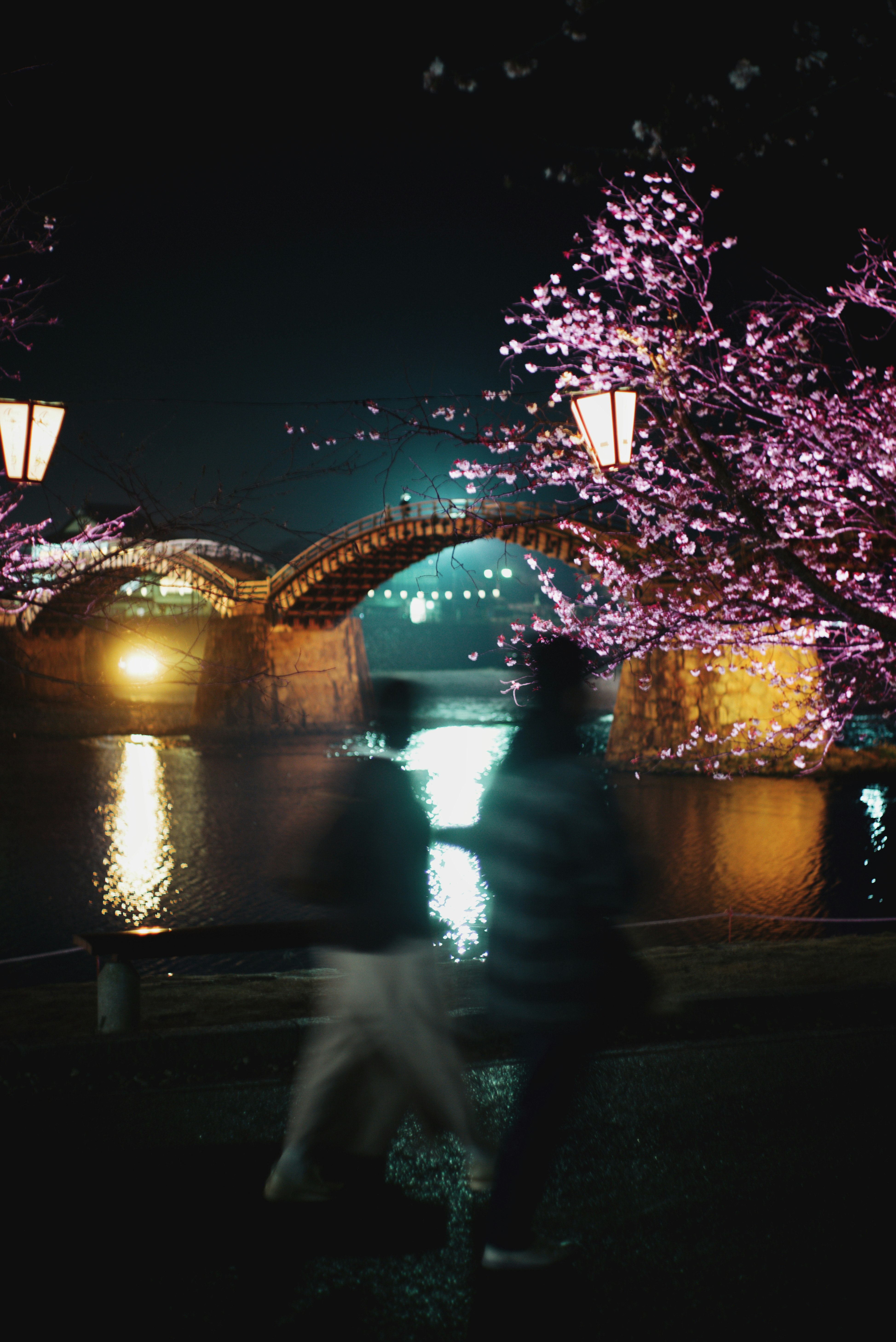 ライトアップされた錦帯橋と桜の夜景