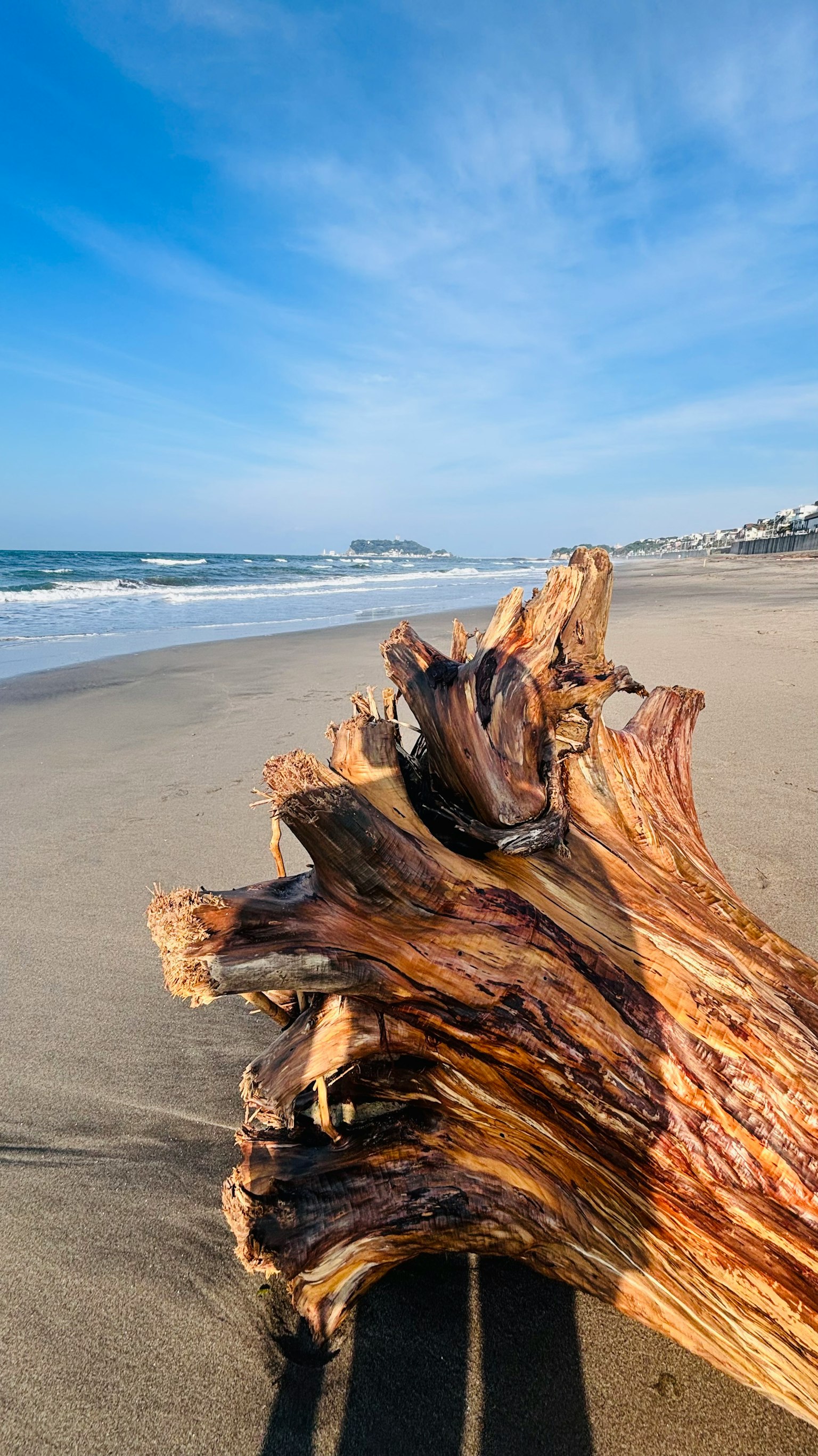 Close-up of driftwood on the beach with blue sky and waves