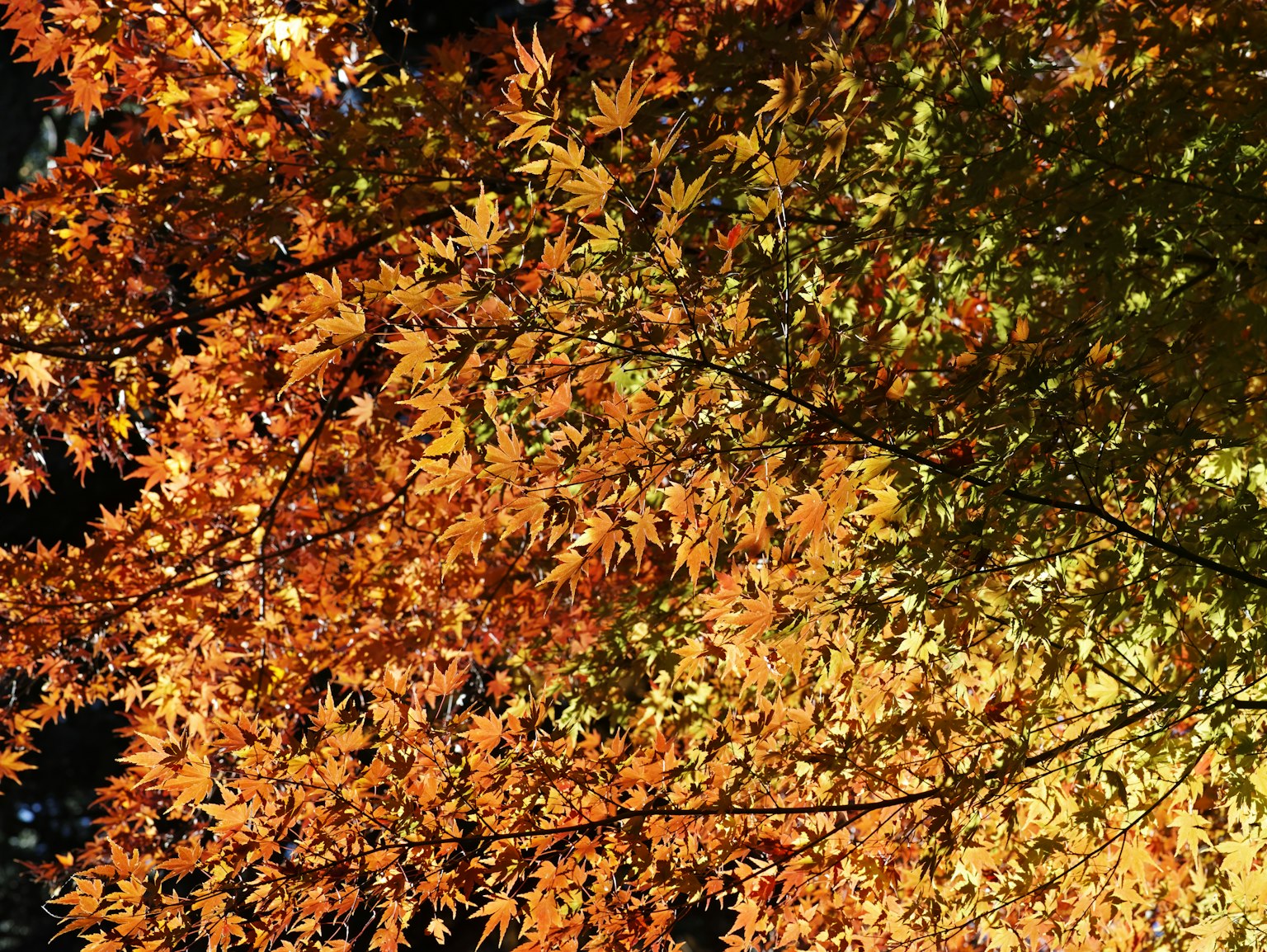 photo-UUICYBTib19TWlpAagYt-image