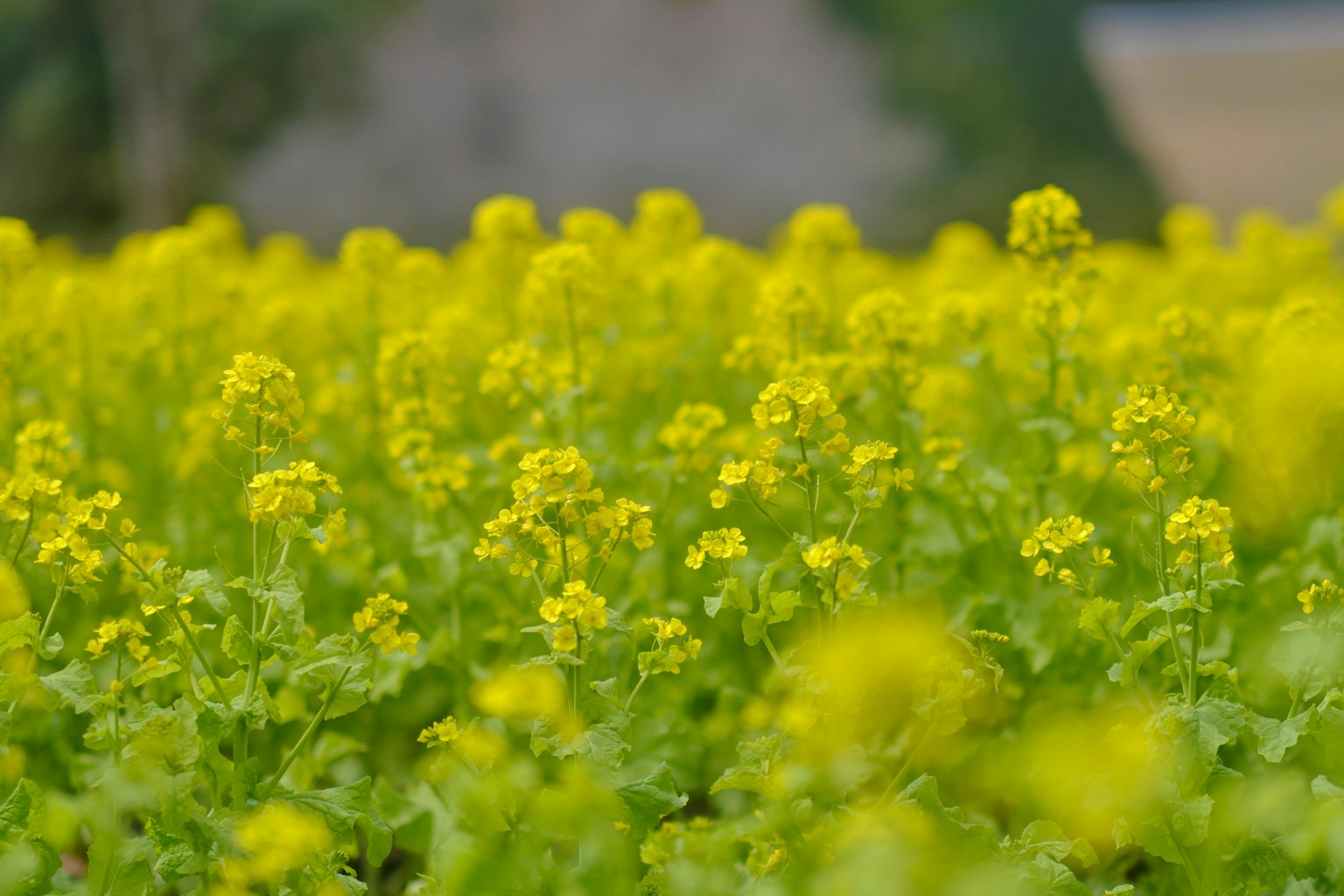 ทุ่งดอกมัสตาร์ดสีเหลืองที่บานสะพรั่ง
