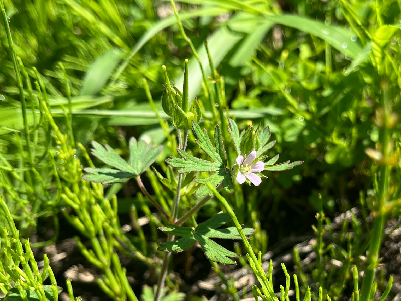 一朵小白花在綠色草叢中盛開