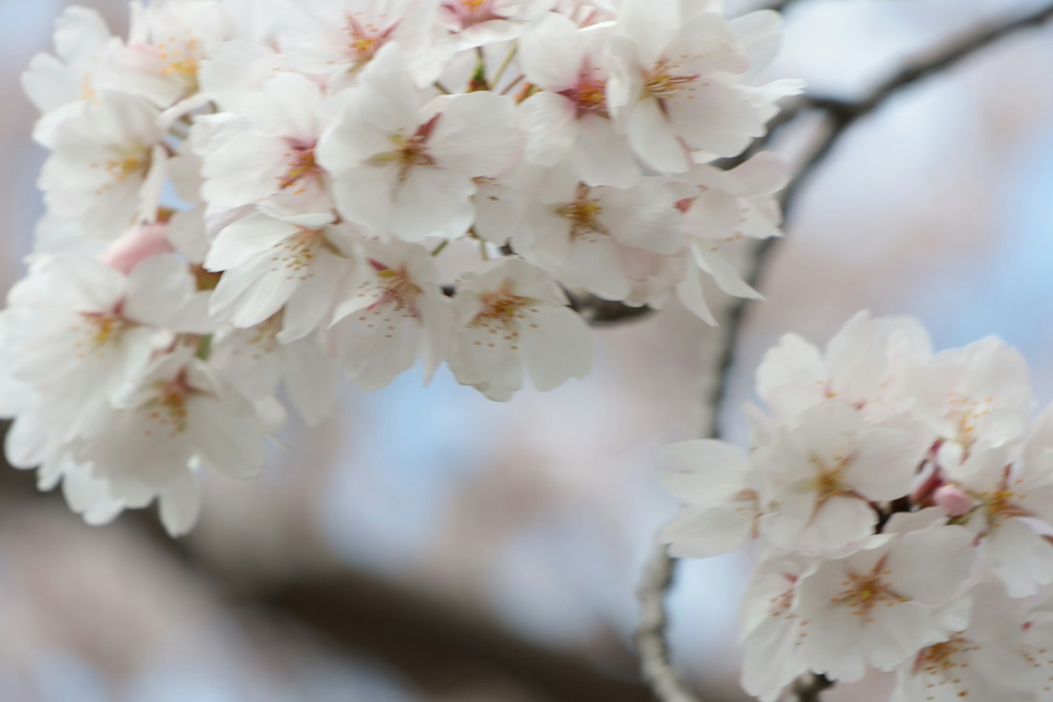 Primer plano de flores de cerezo con pétalos blancos y centros rosa suave