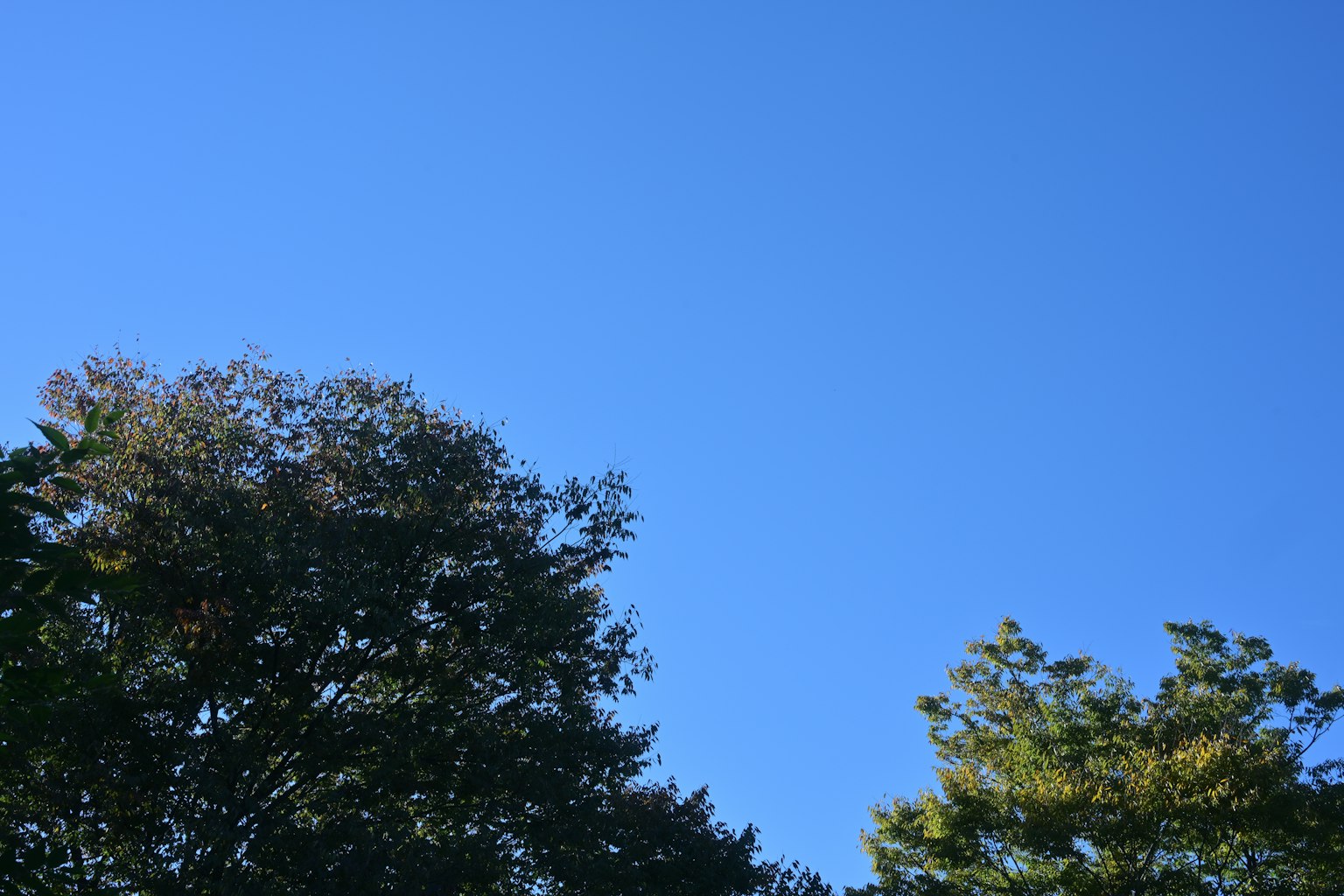 Clear blue sky with silhouettes of trees