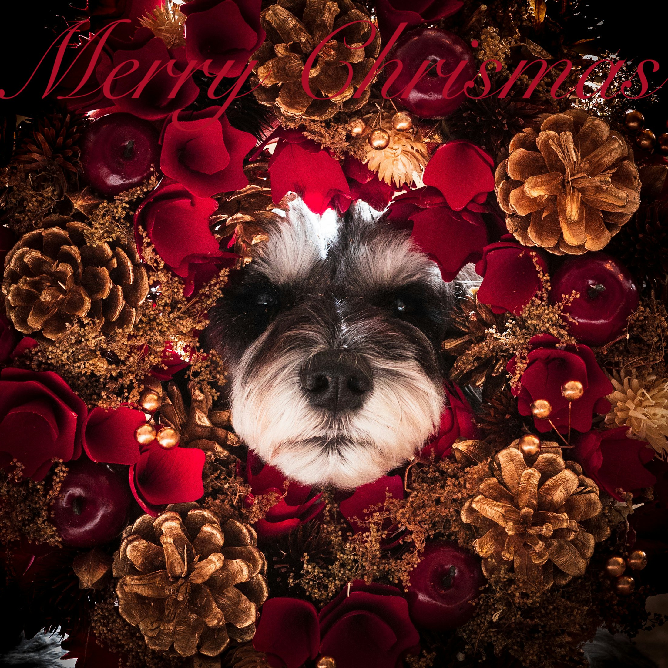 クリスマスリースの中の犬と赤い装飾