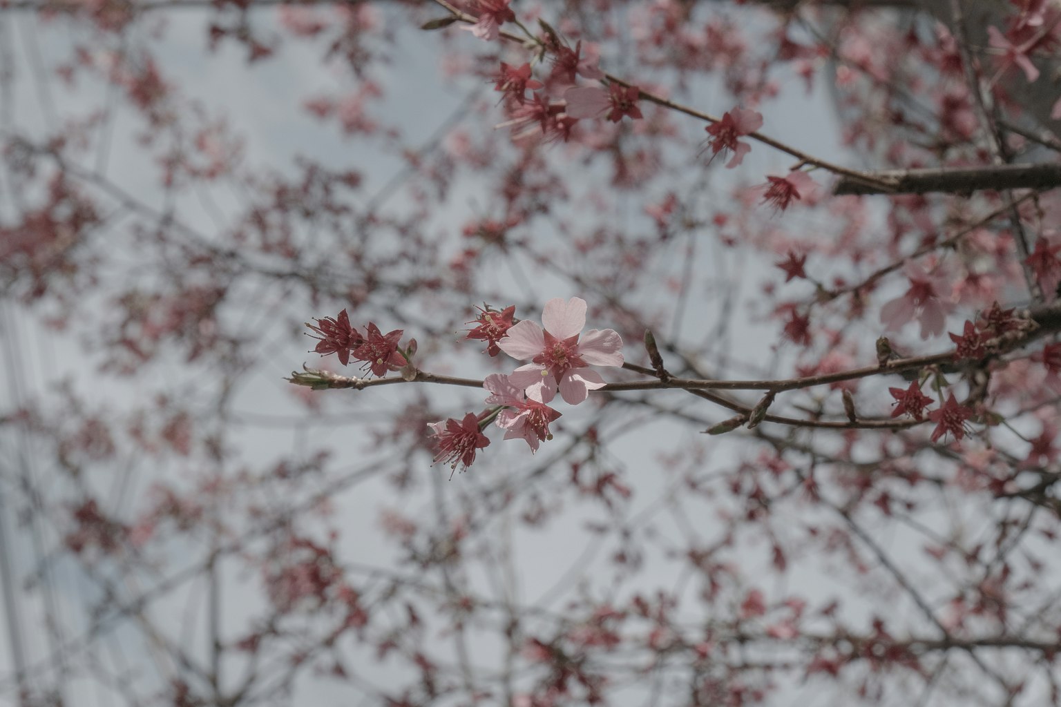 Branches with delicate pink flowers against a gray sky