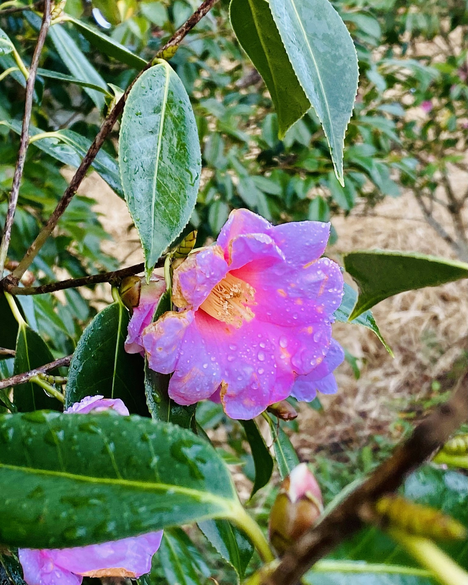 Hermosa flor rosa con hojas verdes de una especie de camelia