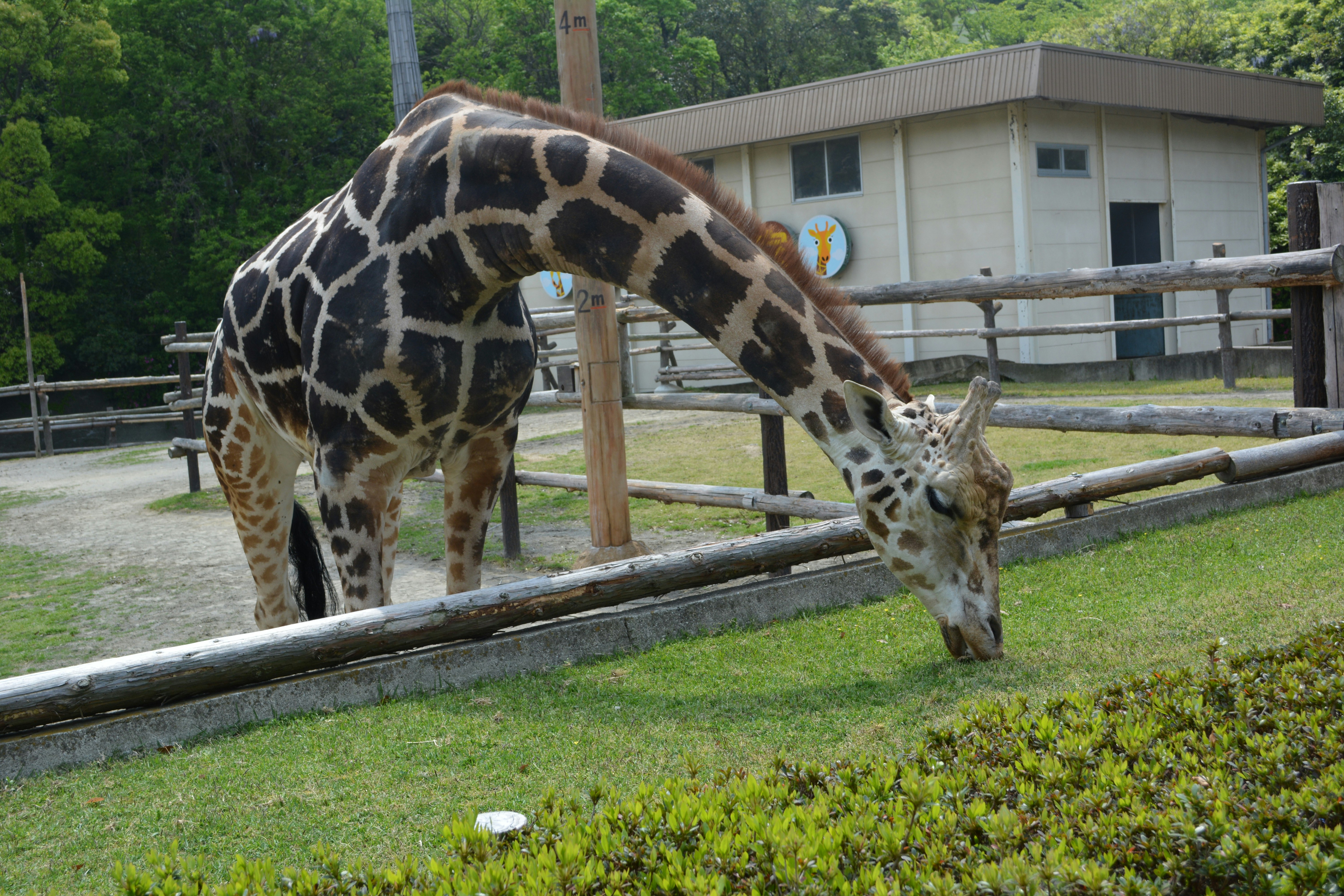 柵のある草地で草食動物のキリンが首を伸ばす