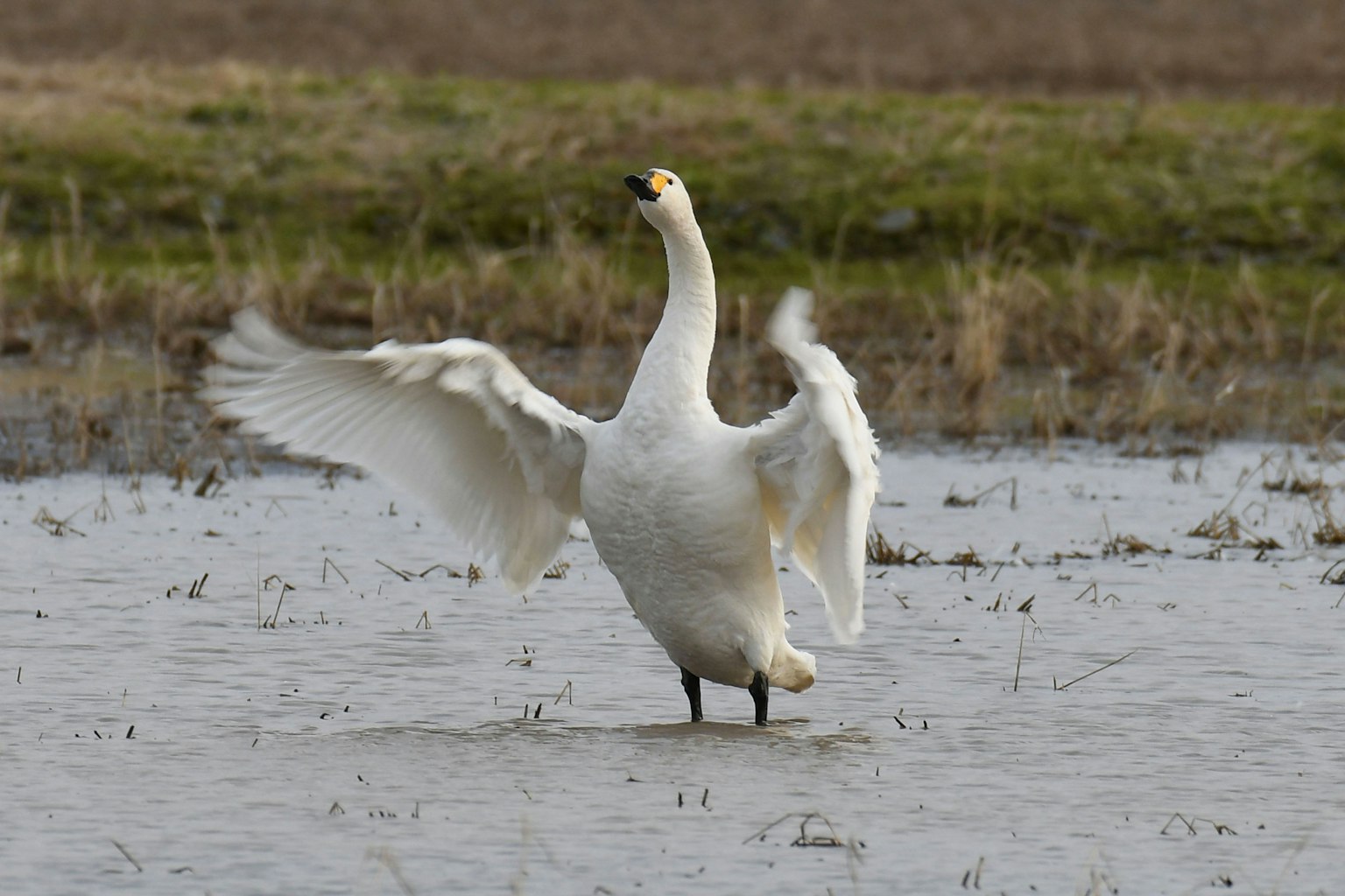A swan spreading its wings in a wetland