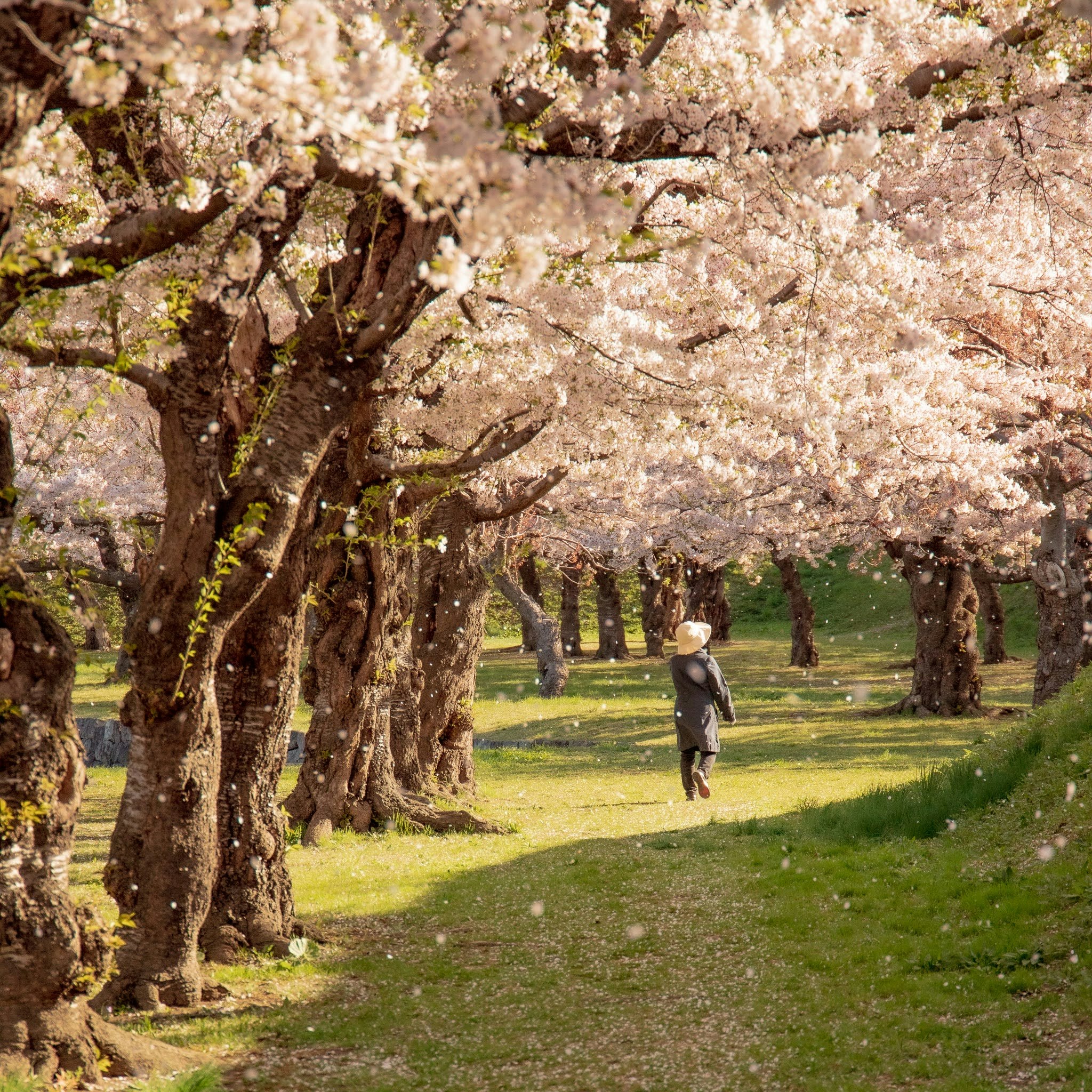 五稜郭公園の桜並木と小道を歩く人