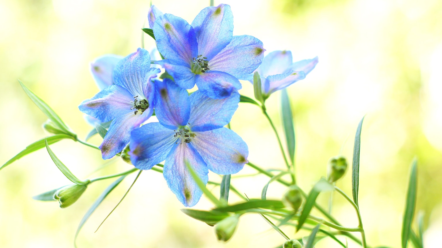 Bündel zarter blauer Blumen mit grünen Stängeln vor einem sanften Hintergrund