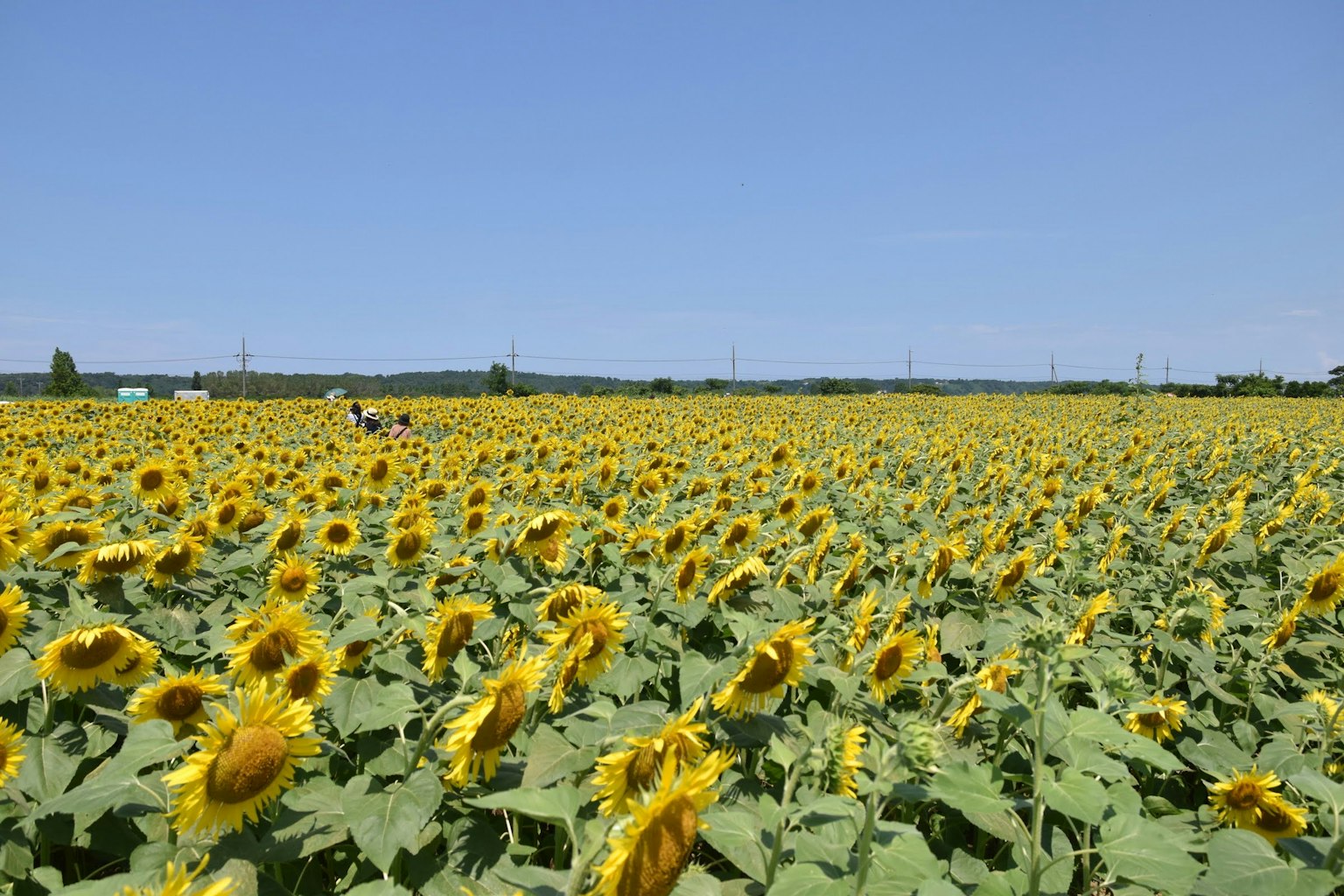 Ampio campo di girasoli sotto un cielo azzurro