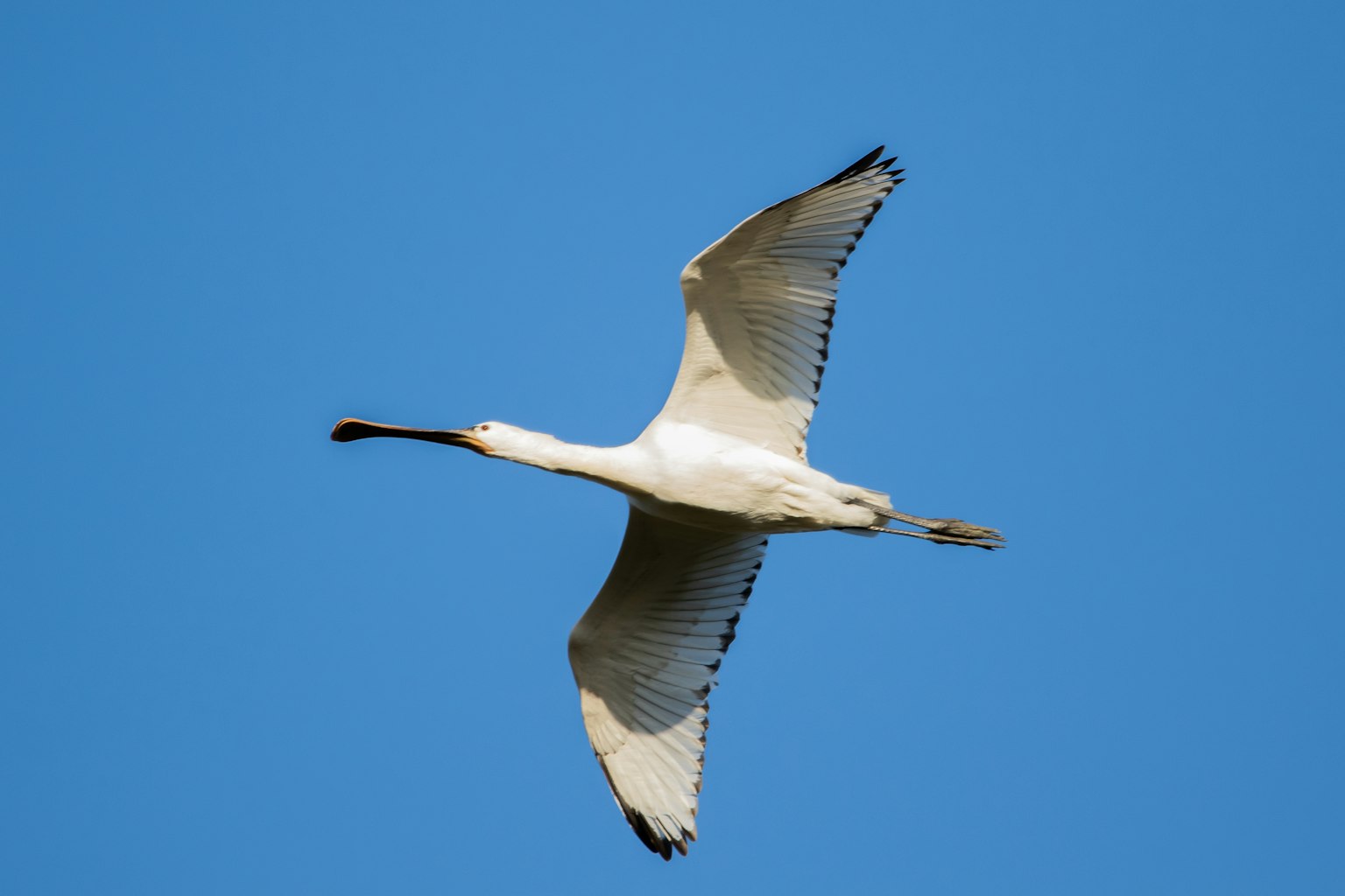 Un airone bianco che vola nel cielo con le ali spiegate