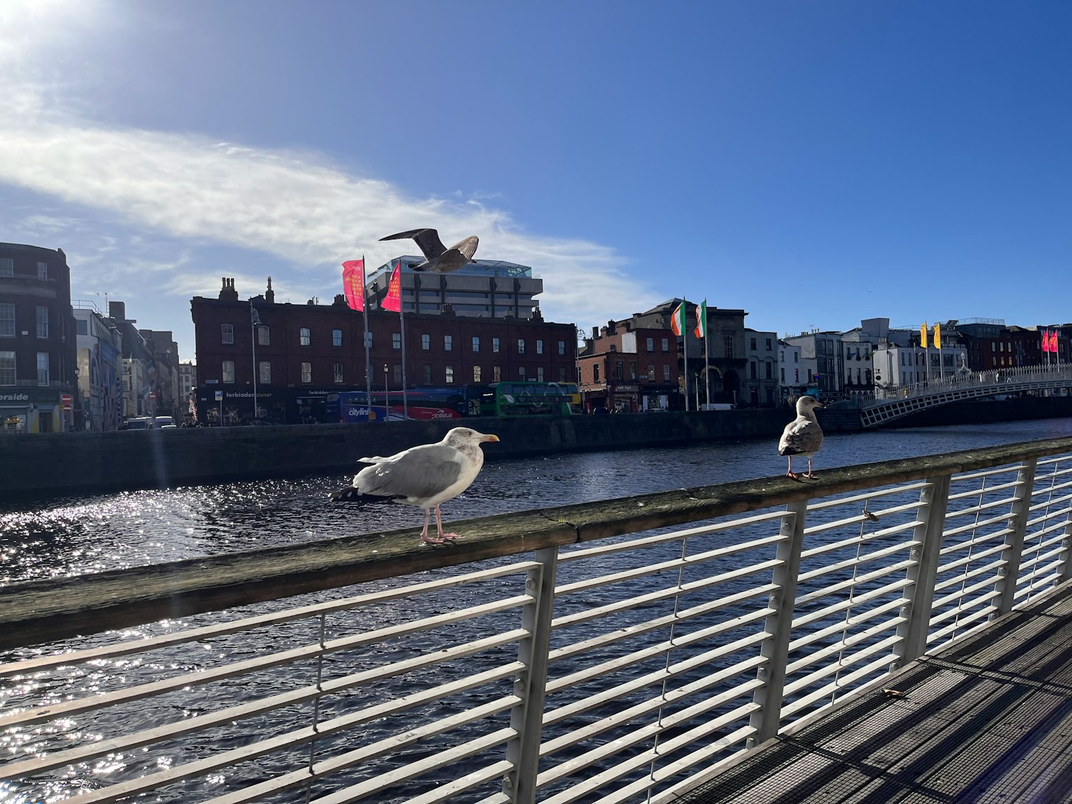 Deux mouettes perchées sur une rambarde au bord de la rivière sous un ciel bleu clair