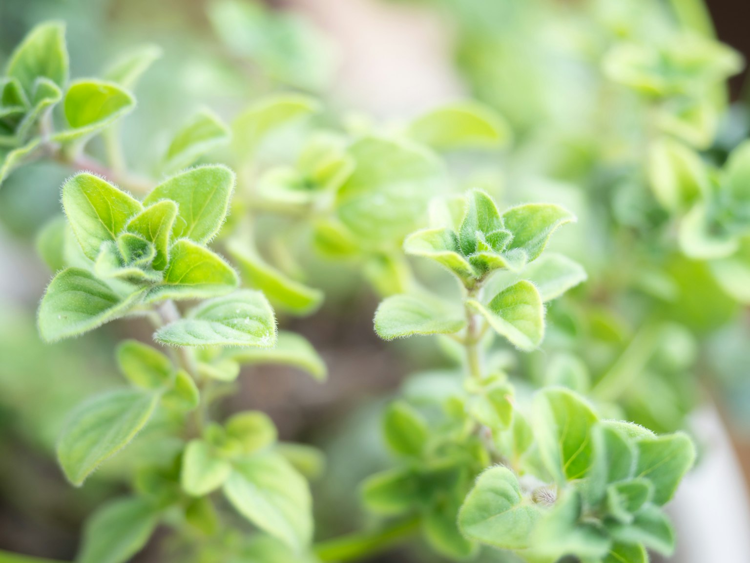 Close-up daun oregano hijau cerah dengan fokus lembut